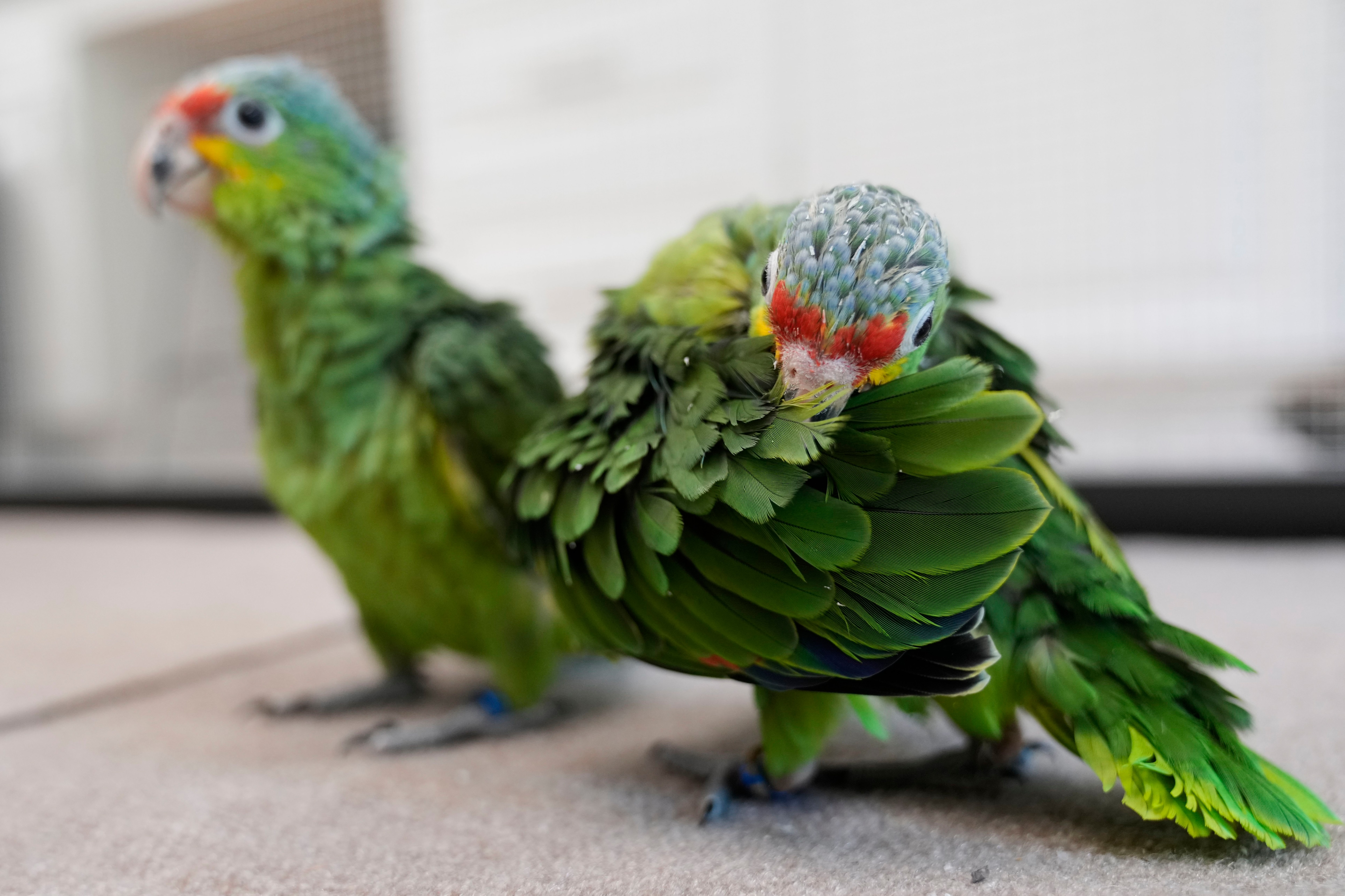 Un amazonas frentirroja practica a asearse las plumas dentro de un recinto en la Fundación de Conservación de Especies Raras en Loxahatchee, Florida, el viernes del 19 de mayo de 2023, casi dos meses después de que un contrabandista fuera detenido, según documentos judiciales, con 29 huevos de loro en el Aeropuerto Internacional de Miami a finales de marzo, cuando los pollos empezaron a salir del cascarón. (AP Foto/Rebecca Blackwell)