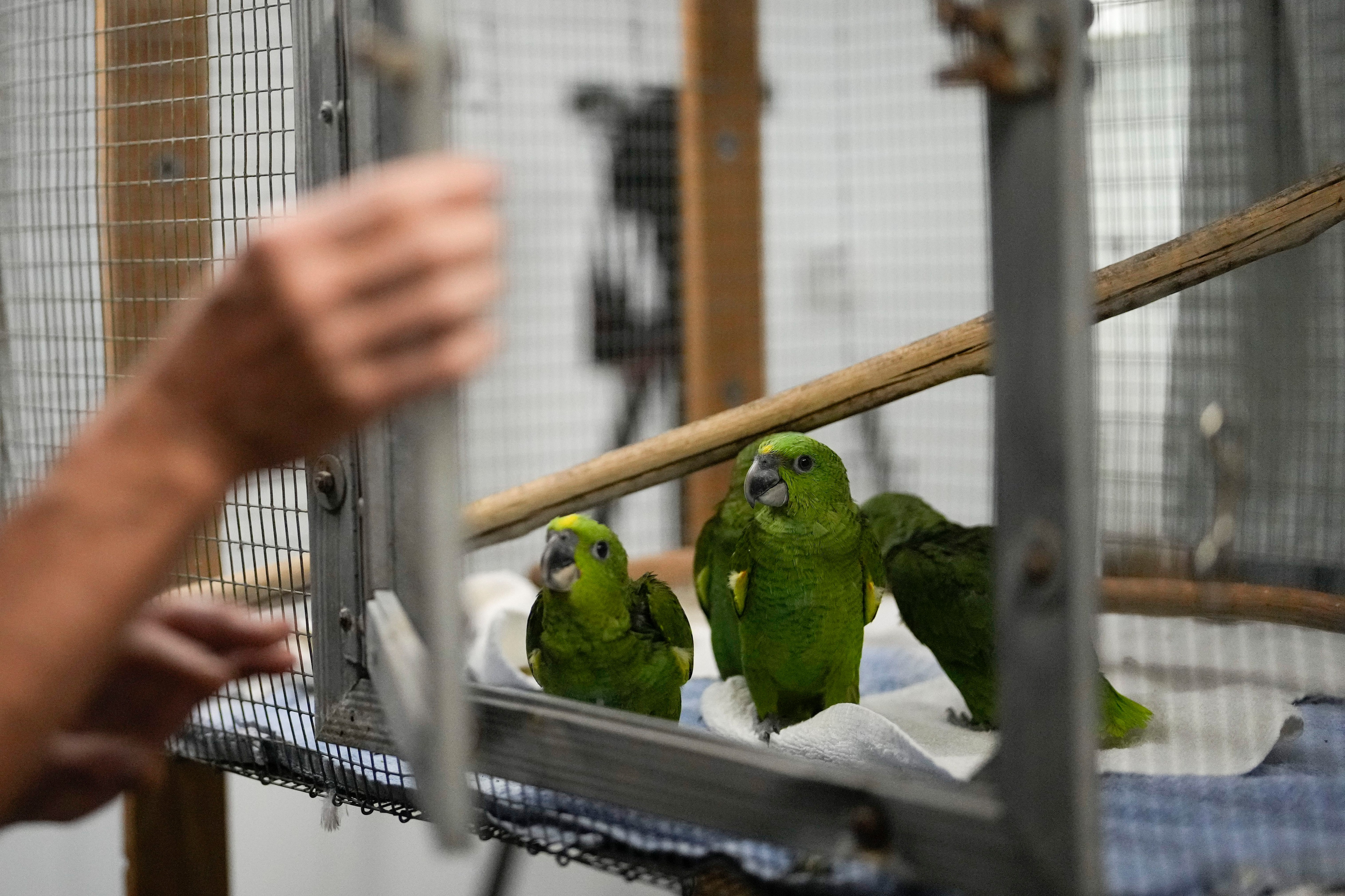 Pollos de amazonas nuquigualdas traficados desde Centroamérica en su jaula en en la Fundación de Conservación de Especies Raras en Loxahatchee, Florida, el viernes del 19 de mayo de 2023, casi dos meses después de que un contrabandista fuera detenido, según documentos judiciales, con 29 huevos de loro en el Aeropuerto Internacional de Miami a finales de marzo, cuando los pollos empezaron a salir del cascarón. (AP Foto/Rebecca Blackwell)