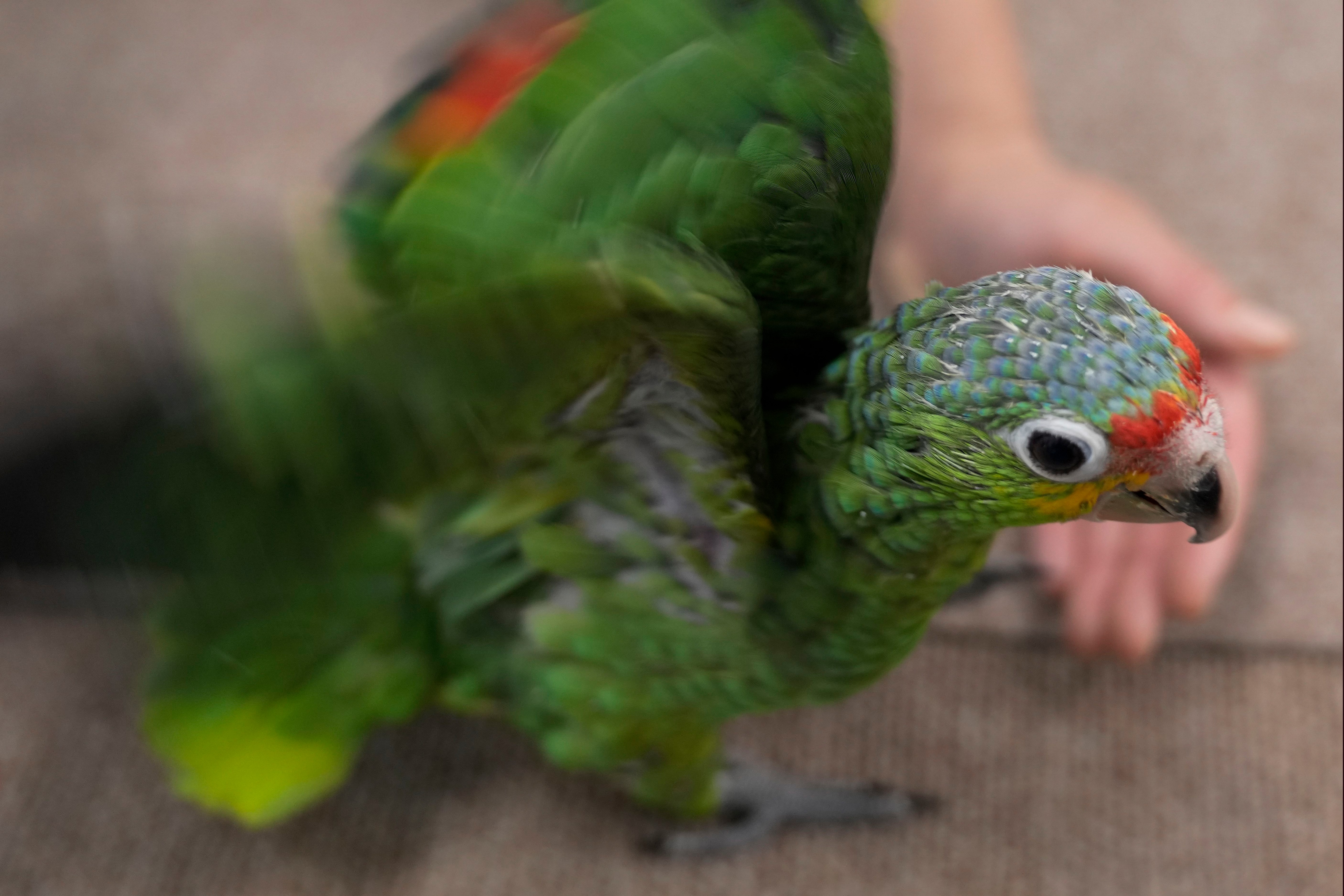 Una cría de amazonas frentirroja practica a aletear antes de aprender a volar en un recinto en en la Fundación de Conservación de Especies Raras en Loxahatchee, Florida, el viernes del 19 de mayo de 2023, casi dos meses después de que un contrabandista fuera detenido, según documentos judiciales, con 29 huevos de loro en el Aeropuerto Internacional de Miami a finales de marzo, cuando los pollos empezaron a salir del cascarón. (AP Foto/Rebecca Blackwell)