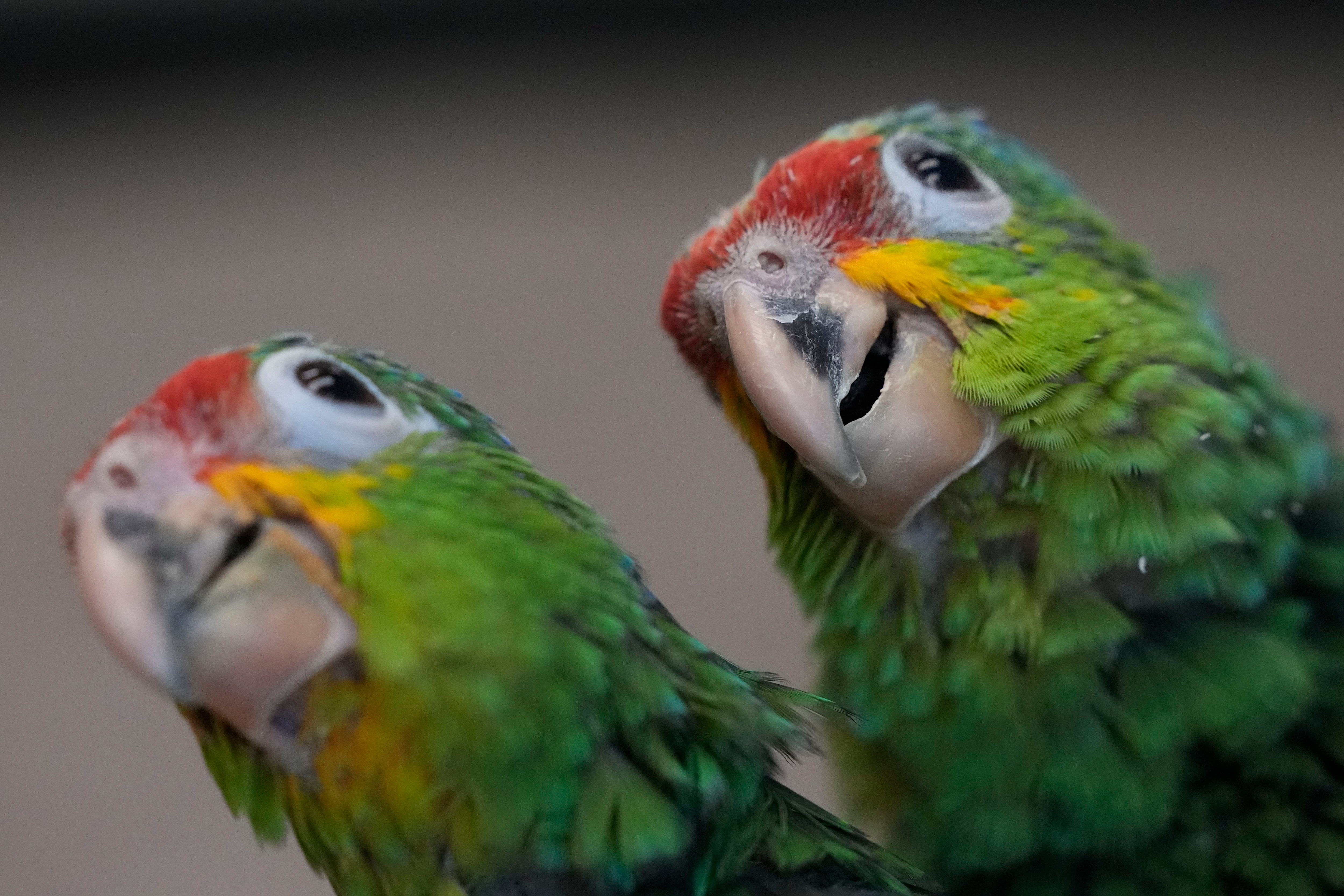 Un par de amazonas frentirrojas. jóvenes investigan su entorno en la Fundación de Conservación de Especies Raras en Loxahatchee, Florida, el viernes del 19 de mayo de 2023, casi dos meses después de que un contrabandista fuera detenido, según documentos judiciales, con 29 huevos de loro en el Aeropuerto Internacional de Miami a finales de marzo, cuando los pollos empezaron a salir del cascarón. (AP Foto/Rebecca Blackwell)