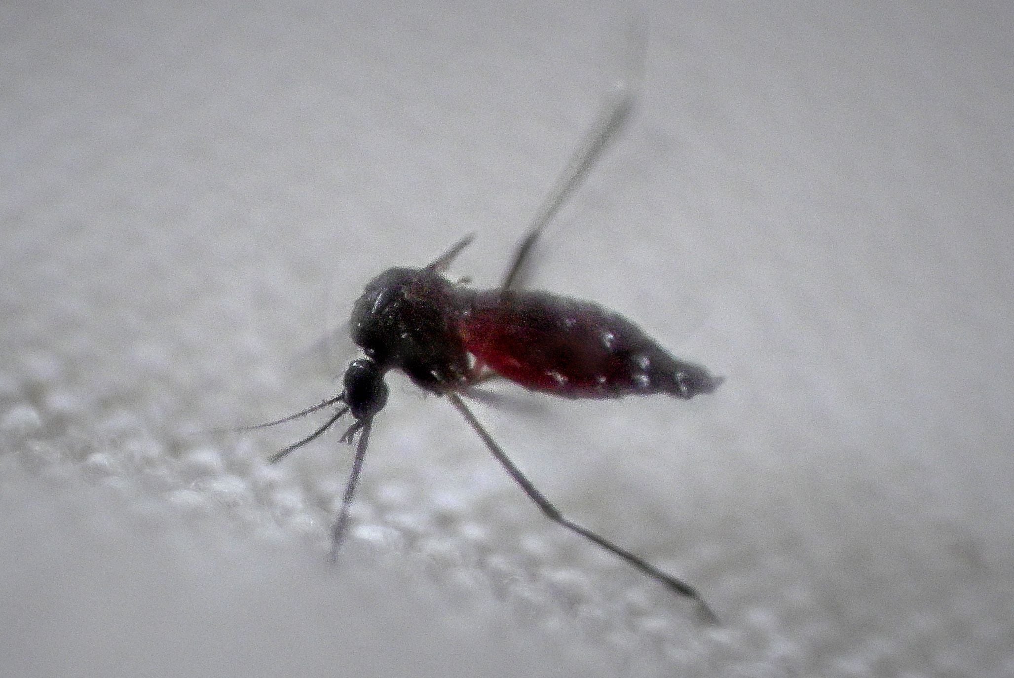 Vista de un mosquito Aedes aegypti, transmisor del dengue, en una fotografía de archivo. EFE/Andre Borges
