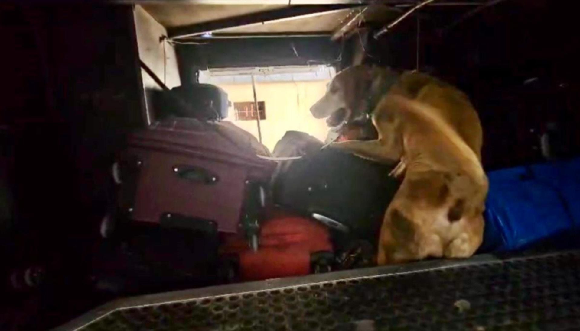 Un can antinarcóticos detectó más de 4 kilos de cocaína en el doble fondo de un equipaje de un pasajero de un ómnibus en Jujuy (GNA)