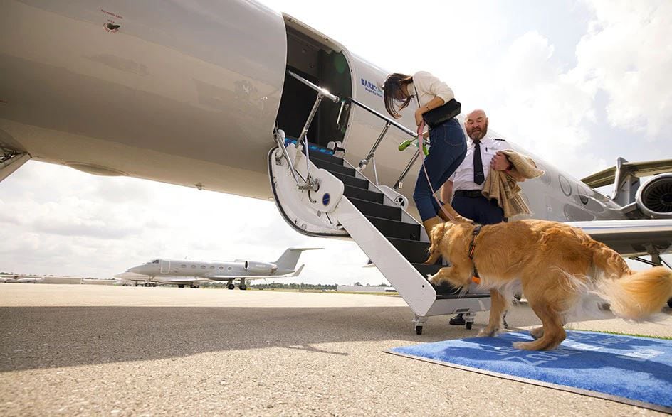 Bark Air se convierte en la primera aerolínea para perros