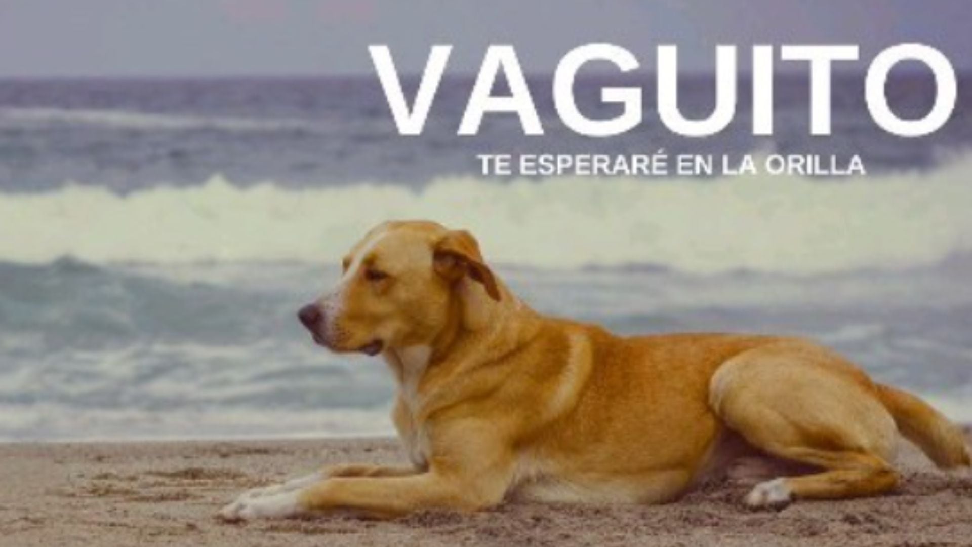 ‘Vaguito: te esperaré en la orilla’ está basada en una historia de la vida real.