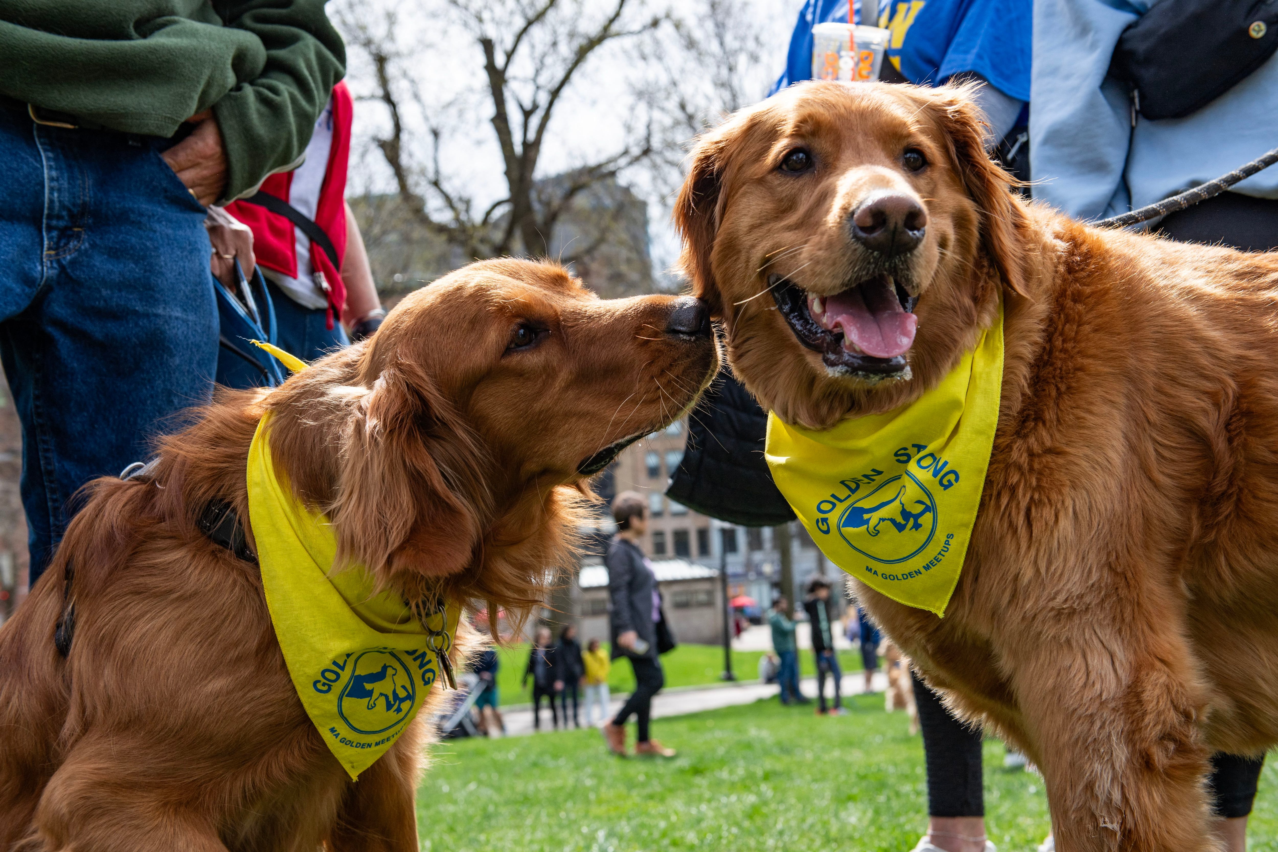 Los perros asistieron para celebrar la vida y obra de Spencer.