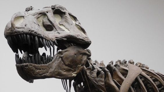 Los científicos concluyeron que sus deducciones sobre el tamaño del cerebro en los dinosaurios y el número de neuronas eran poco fiables. Imagen: Kai R. Caspar (Universidad de Dusseldorf)
