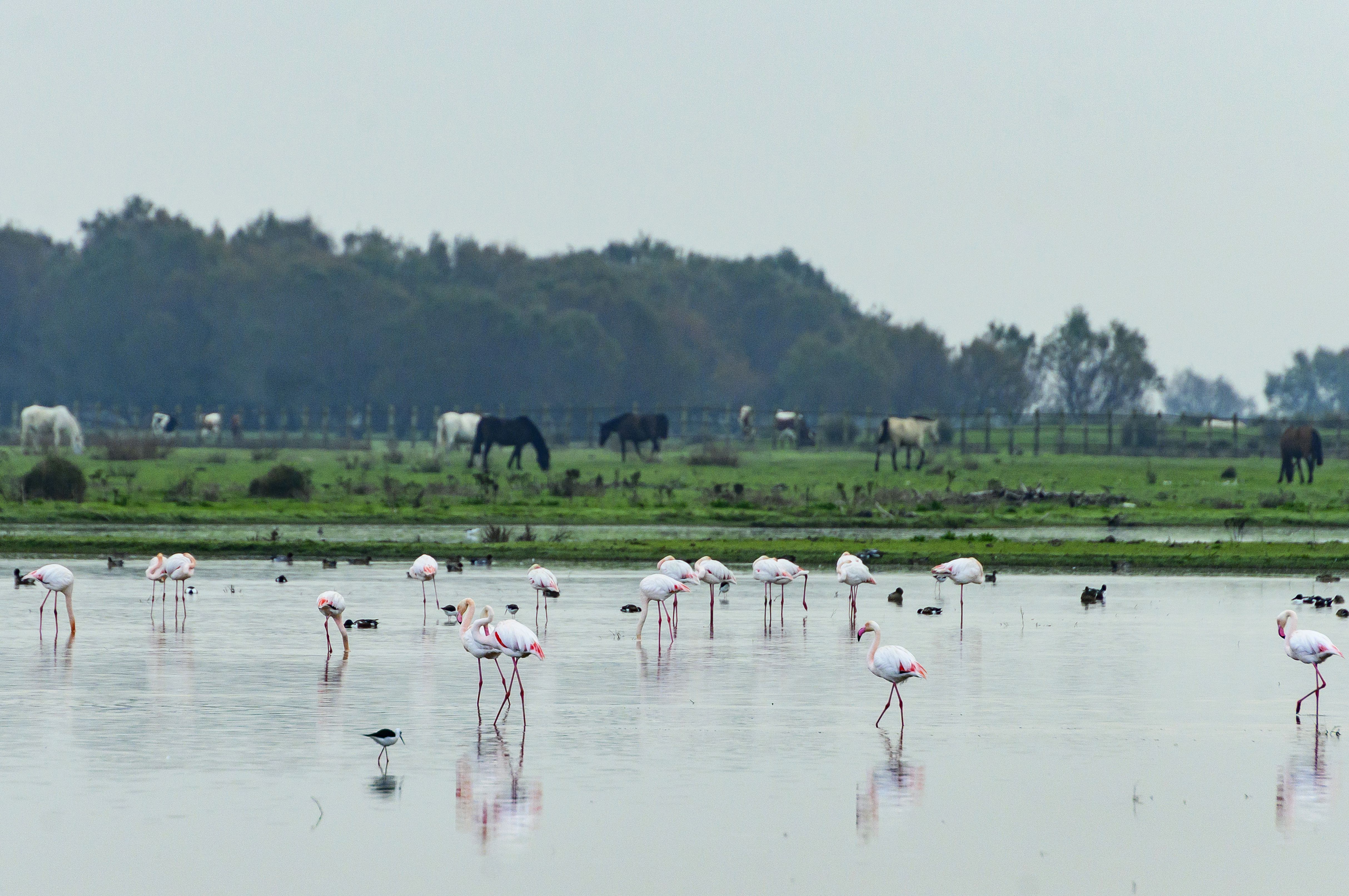 Vista de las Marismas del Rocío en el Parque Nacional de Doñana. Archivo EFE/ Raúl Caro
