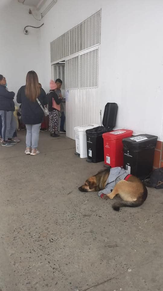 Después de horas de angustiosa espera, la alegría de un perro al ver a su dueño salir del hospital conmueve a la comunidad y se viraliza en redes - crédito Captura de pantalla Popayán EN vivo / Facebook