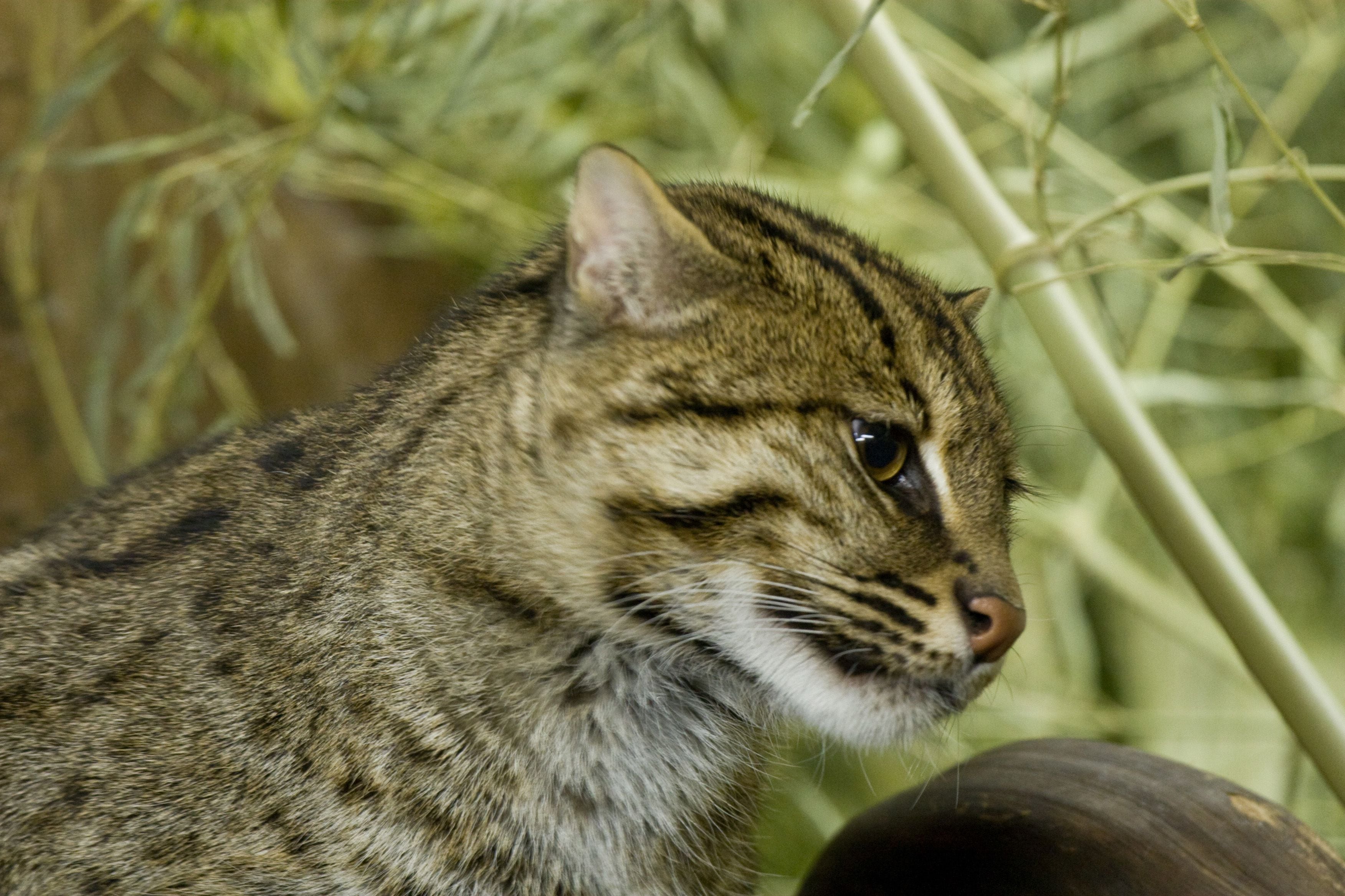 Como su nombre lo indica, su dieta principal está compuesta por peces. (Wikicommons/Greg Hume)

Gatos, gato pescador, felinos, animales, mascotas, noticias de animales, noticias de mascotas