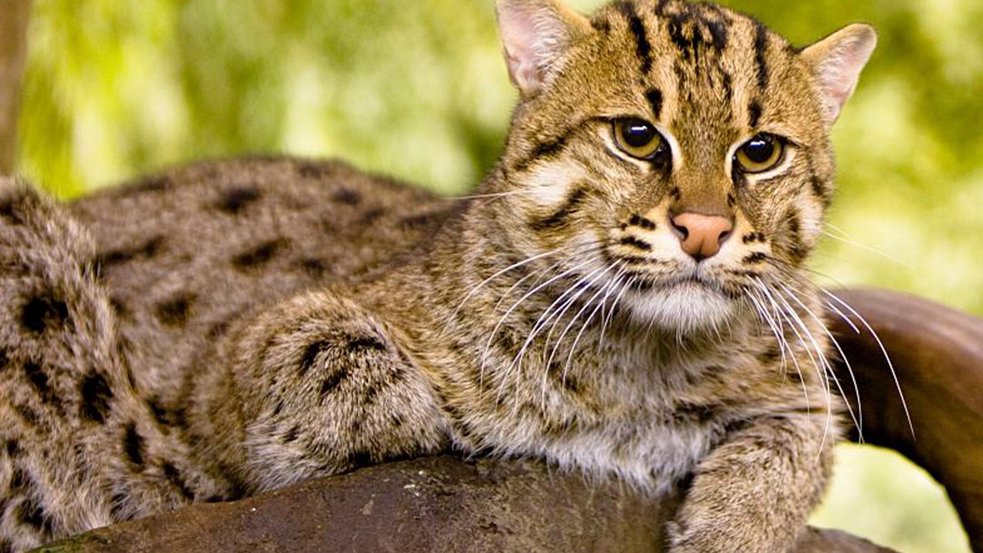 El gato pescador es una especie vulnerable, de acuerdo con la UICN. (Wikicommons/Kelinahandbasket)

Gatos, gato pescador, felinos, animales, mascotas, noticias de animales, noticias de mascotas