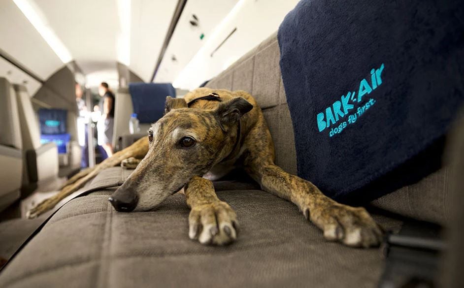 Bark Air lanzó sus vuelos exclusivos para perros y humanos
