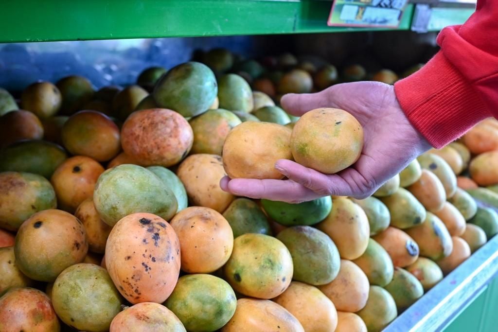 Mango de azúcar por primera vez llega a Estados Unidos desde Colombia: MinComercio