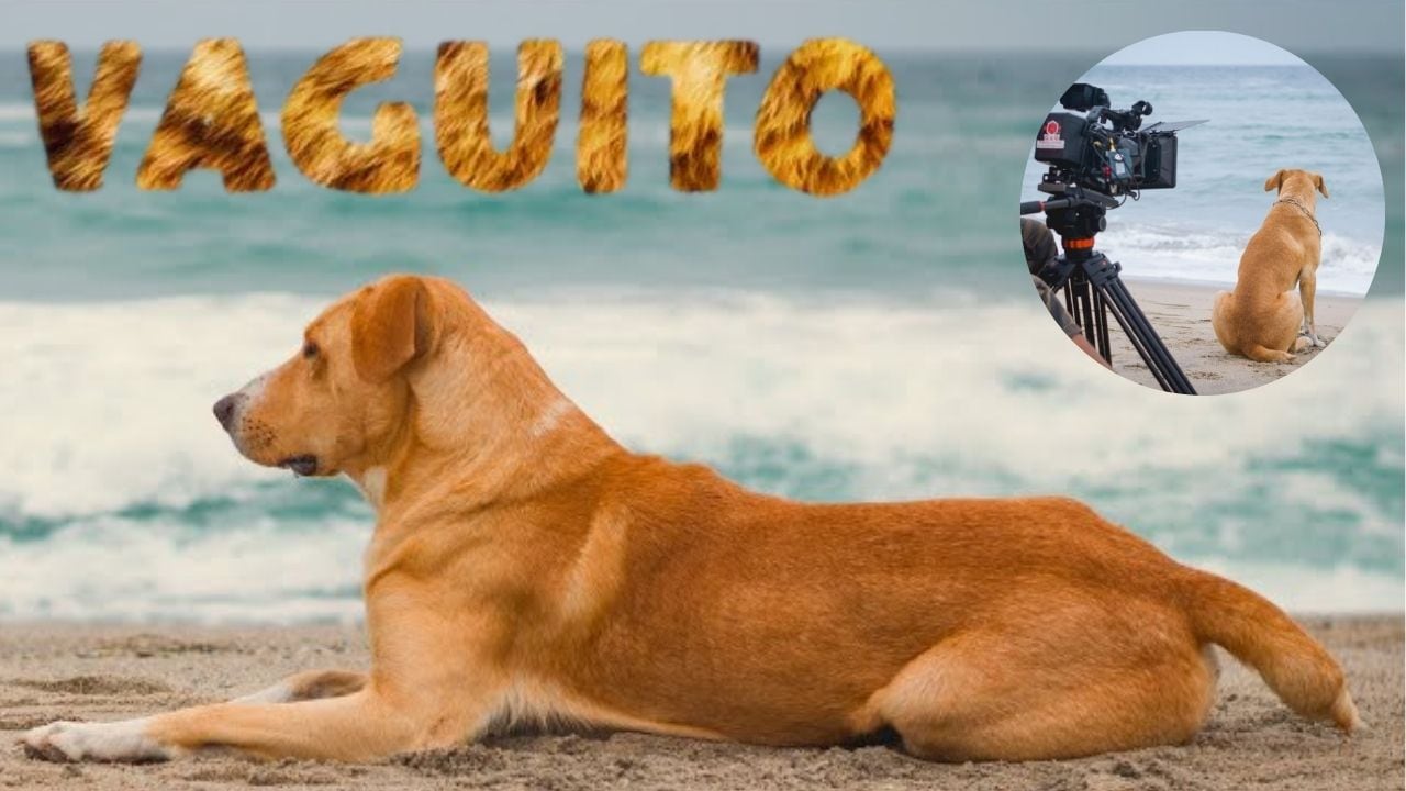 ‘Vaguito’ se reunirá con fans: ¿Cuándo y dónde se podrá conocer al perrito estrella del cine peruano?