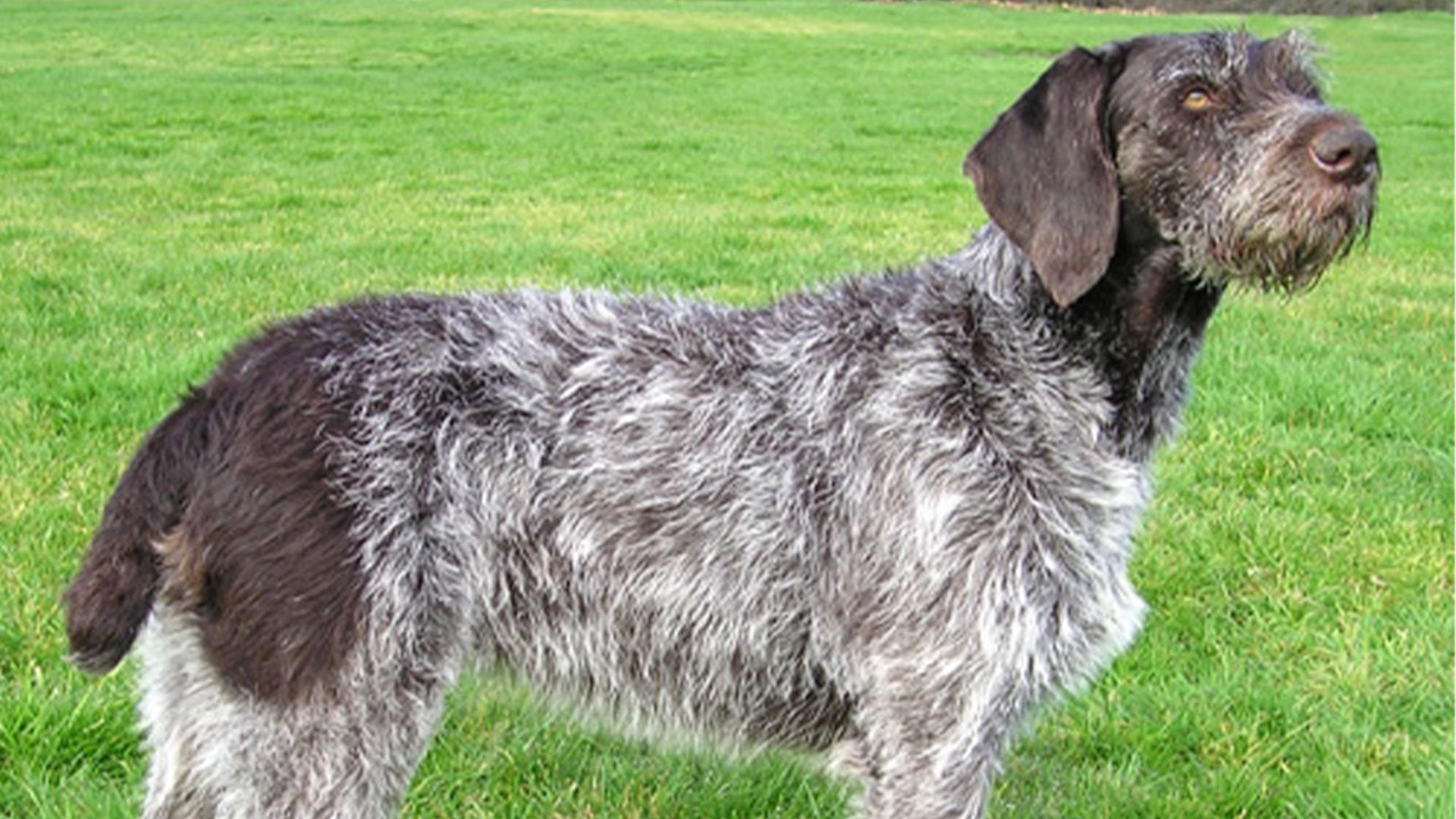 Cricket era una braco alemana de pelo duro de 14 meses. (Wikimedia commons/Imagen ilustrativa)

 Kristi Noem, Cricket, perro, razas de perros, Estados Unidos, gobernadora, Dakota del Sur