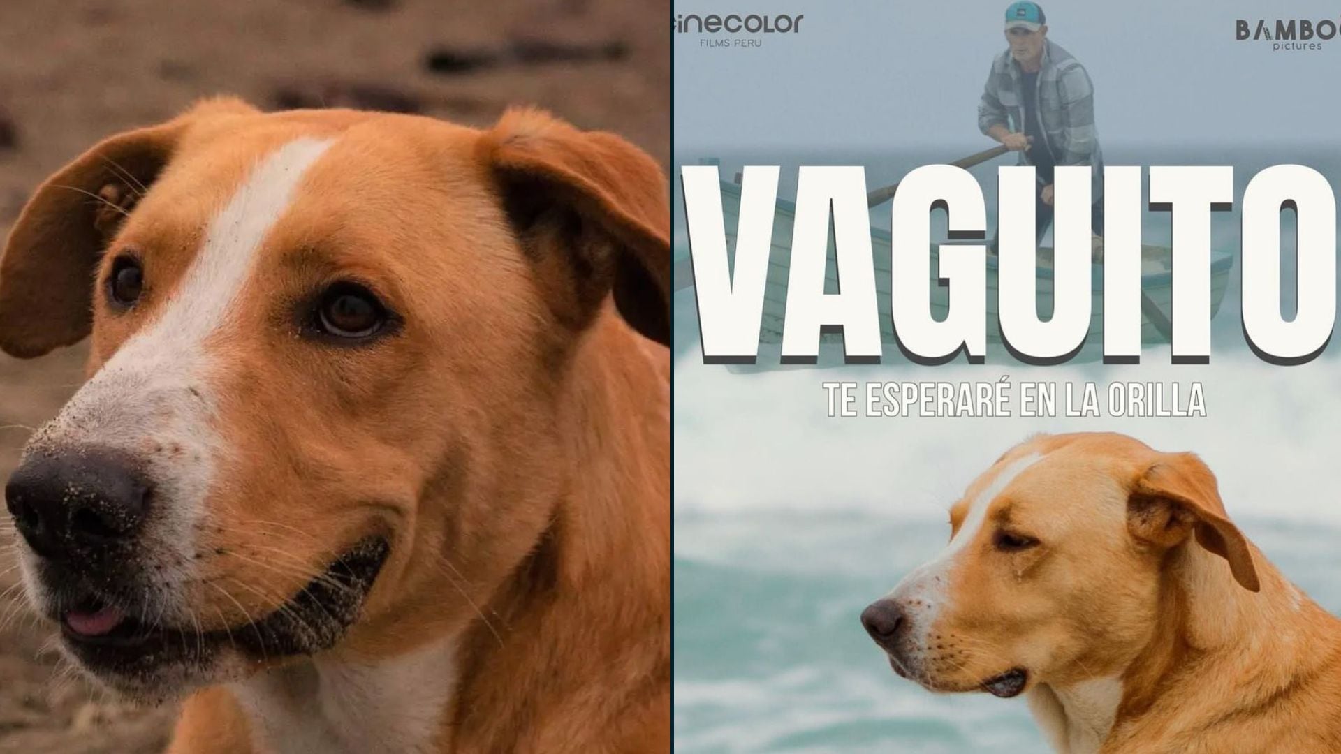 ‘Vaguito’: De ser un perrito rescatado en las calles a ser un actor de película nacional. Instagram.