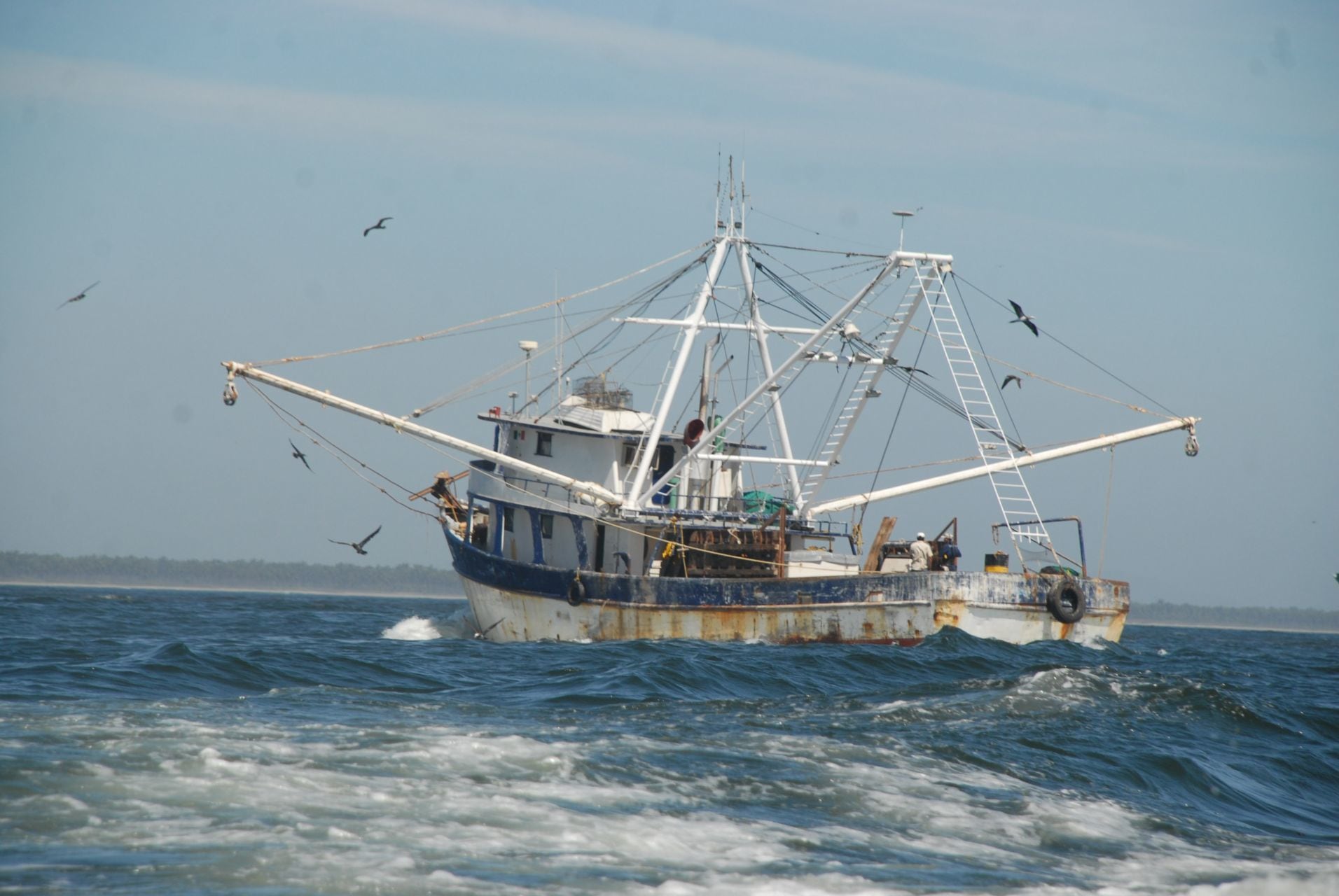 La pesca de camarones con red impacta de forma negativa en los hábitats naturales, ya que las redes capturan todas las especies a su paso (FOTO: VÍCTOR HUGO OLIVAS/EL DEBATE DE SIINALOA/CUARTOSCURO.COM)