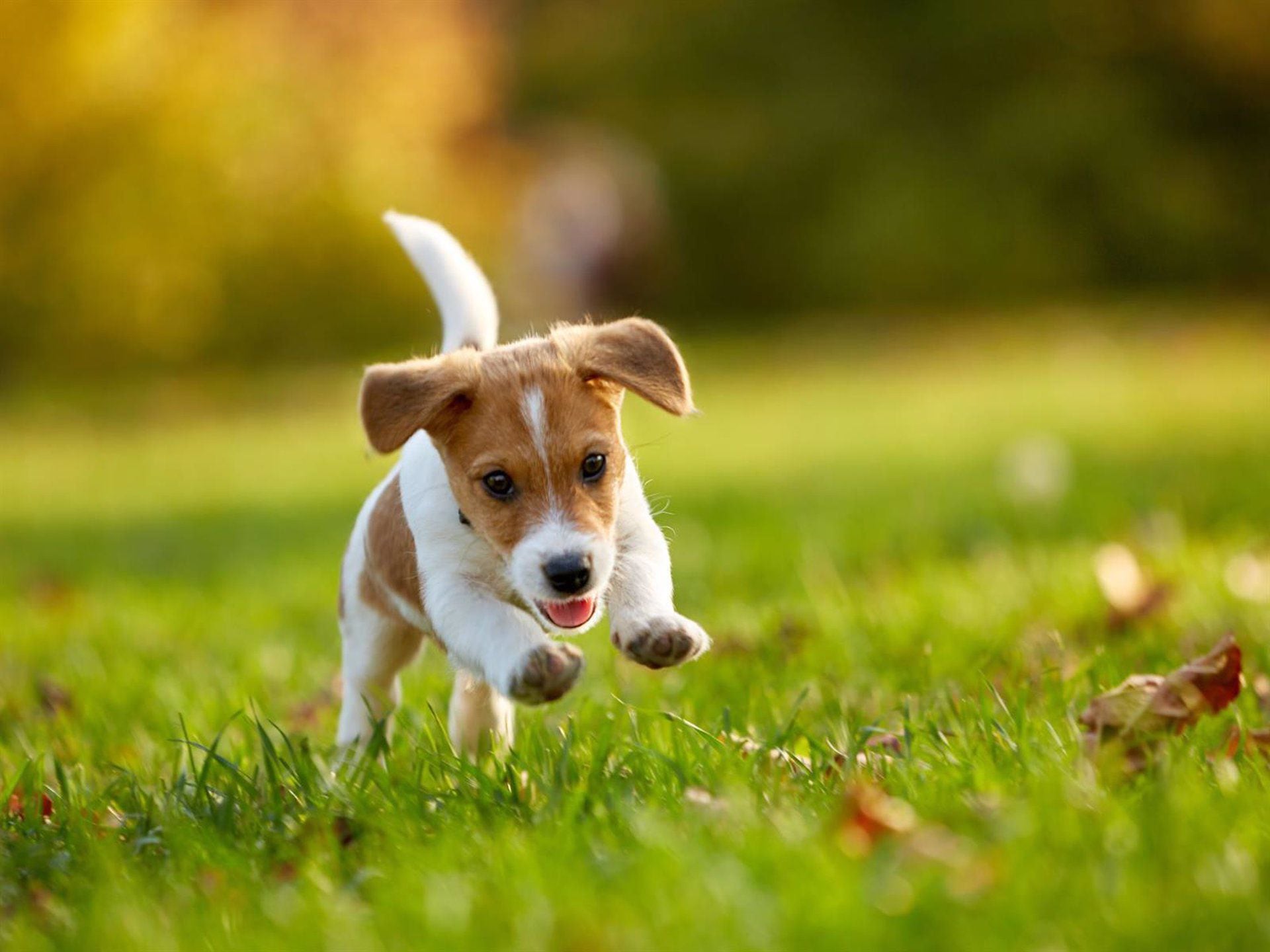 28/05/2024 Puntos importantes a tener en cuenta para elegir la alimentación ideal para tu perro o tu gato
EUROPA ESPAÑA SOCIEDAD
OLEKSIY REZIN / CORTESÍA
