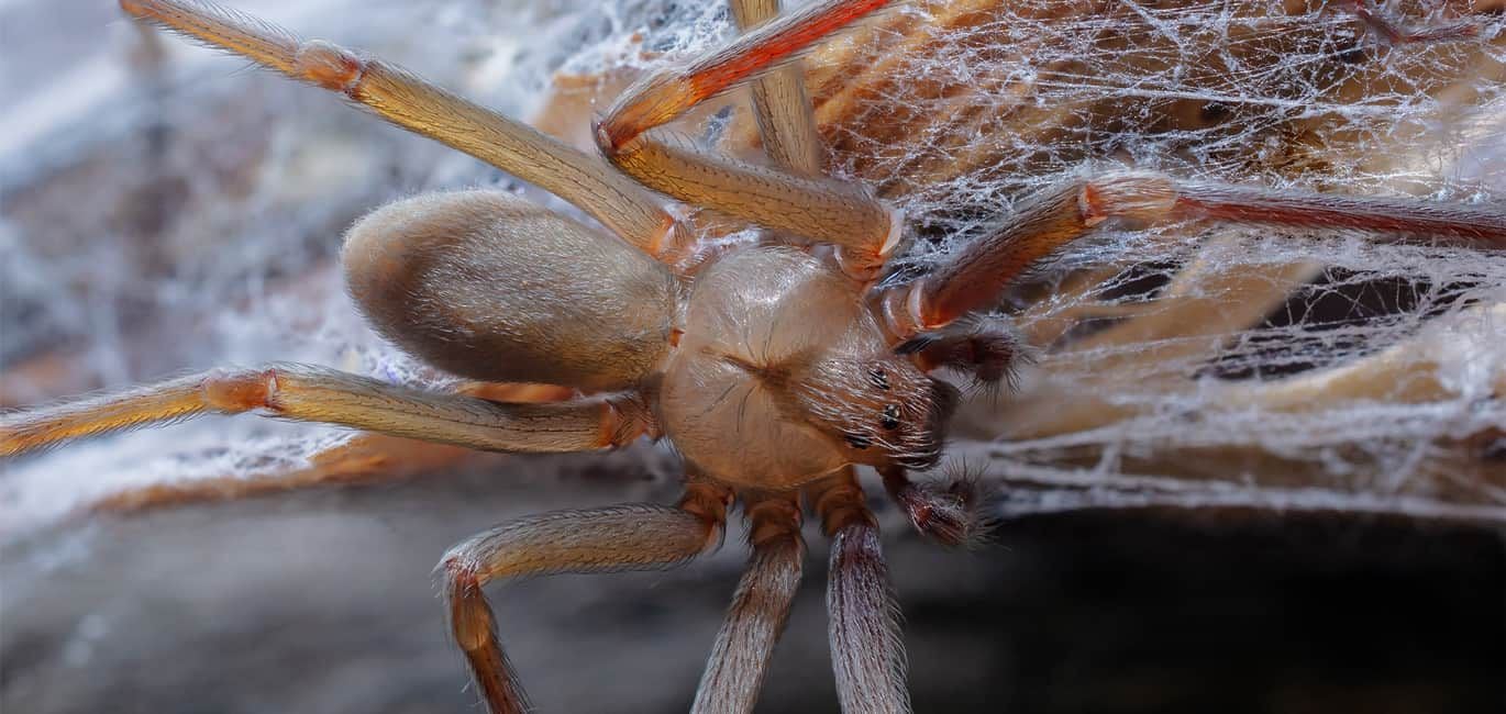 Araña Violinista