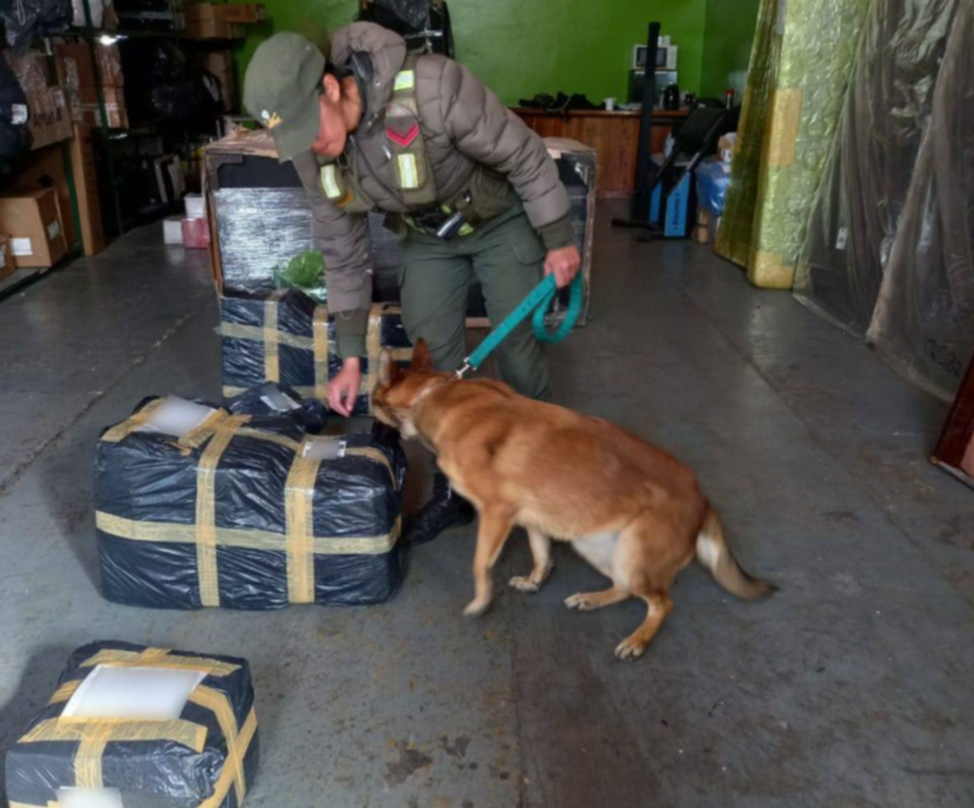 Bariloche: efectivos de Gendarmería identificaron 44 kilos de marihuana en cuatro bultos provenientes de Misiones  (GNA)