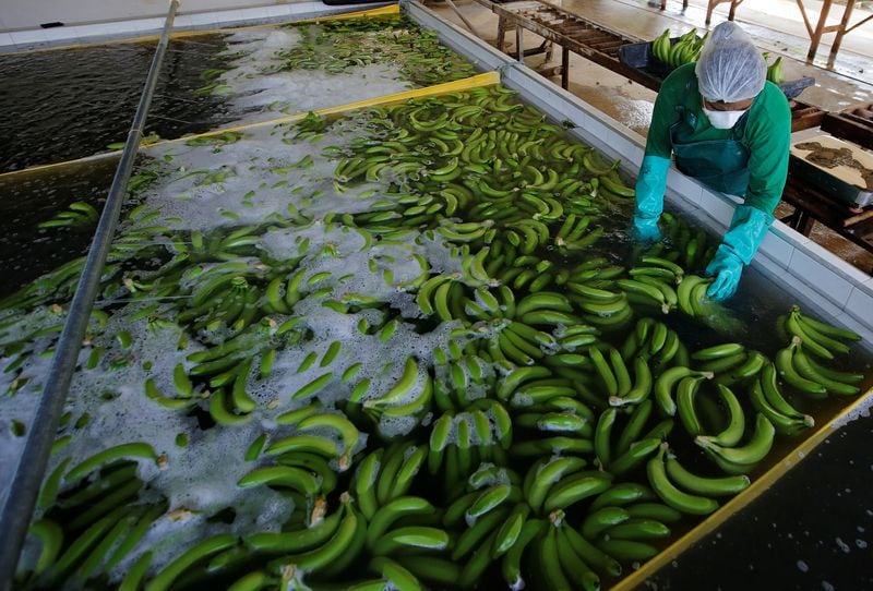 El sector agropecuario lidera este avance - crédito Jaime Saldarriaga/REUTERS