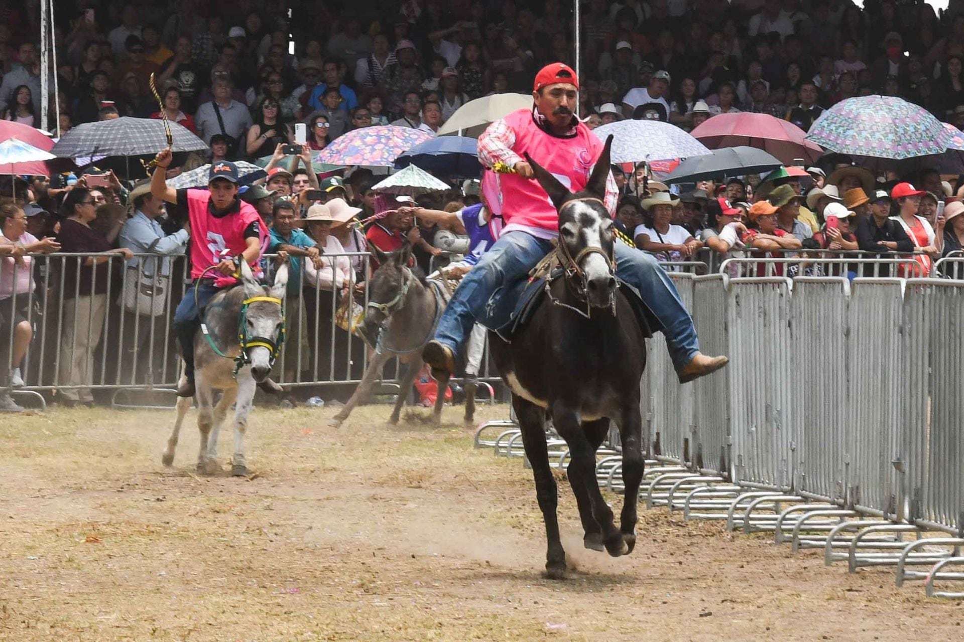 Durante la Feria también se llevó a cabo un partido de polo sobre burros. (Cuartoscuro/Mario Jasso).

Burros, equinos, feria nacional del burro 2024, Otumba, México, disfraces, polo, animales, mascotas