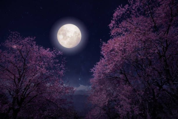 La Luna de Flores 2024: Un espectáculo celestial cargado de misterio y belleza que ha cautivado a través de las generaciones. ¿Cuándo podremos deleitarnos con este fenómeno natural? ¿Qué significado se oculta tras su poético nombre?