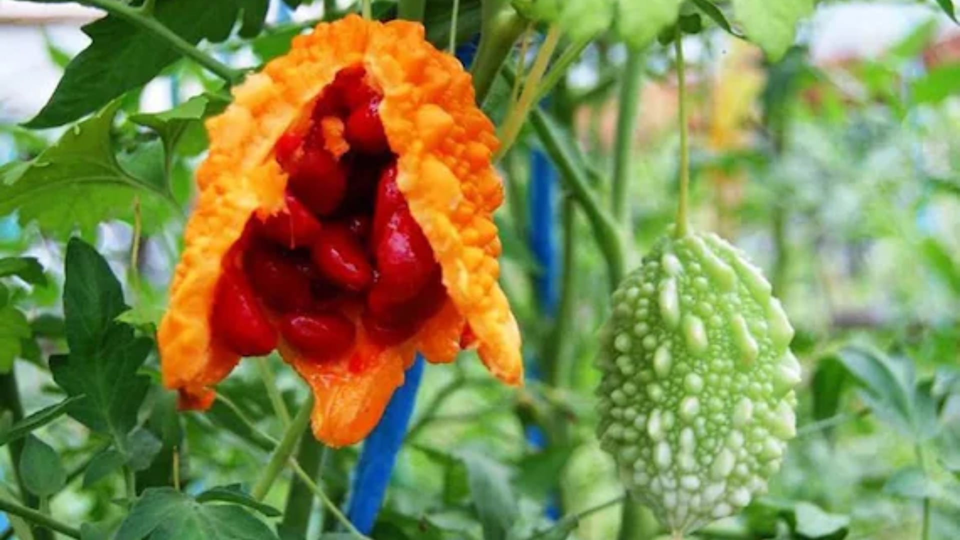 Cuando madura, el melón amargo toma un color amarillo-naranja.