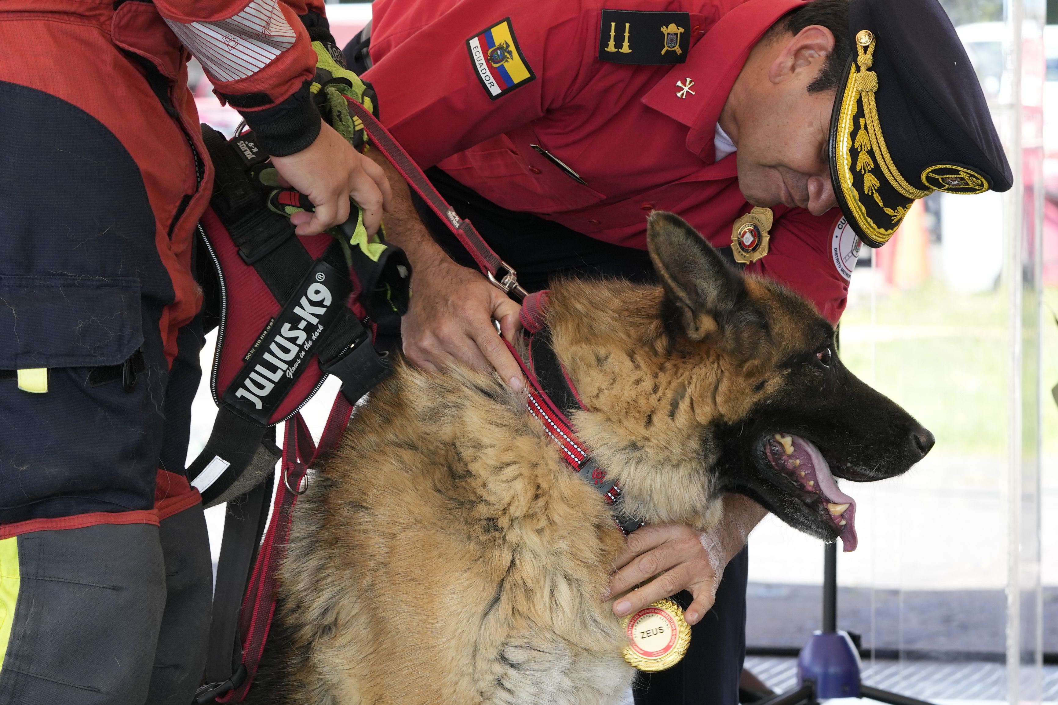 Perros rescatistas