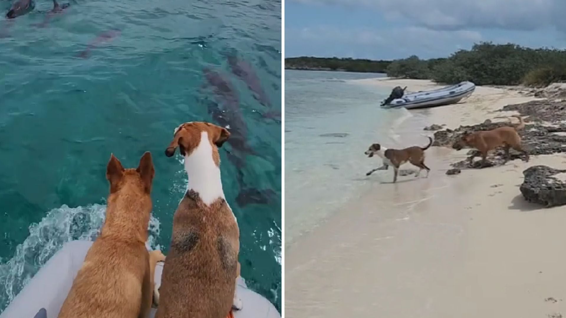 Expedición canina: Dingo y Penny, los perros que conocen el mundo en un barco que se conviritó en su hogar