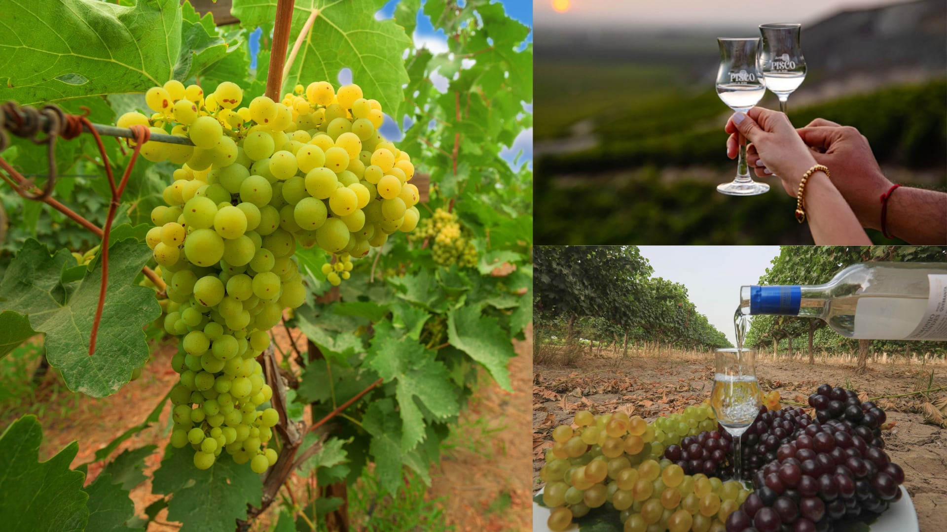 El Pisco peruano es una de las bebidas más reconocidas, gracias al suelo, el clima, relieve y sedimentos del valle de Ica son el marco perfecto para el nacimiento de las uvas pisqueras. Fotos: Andina