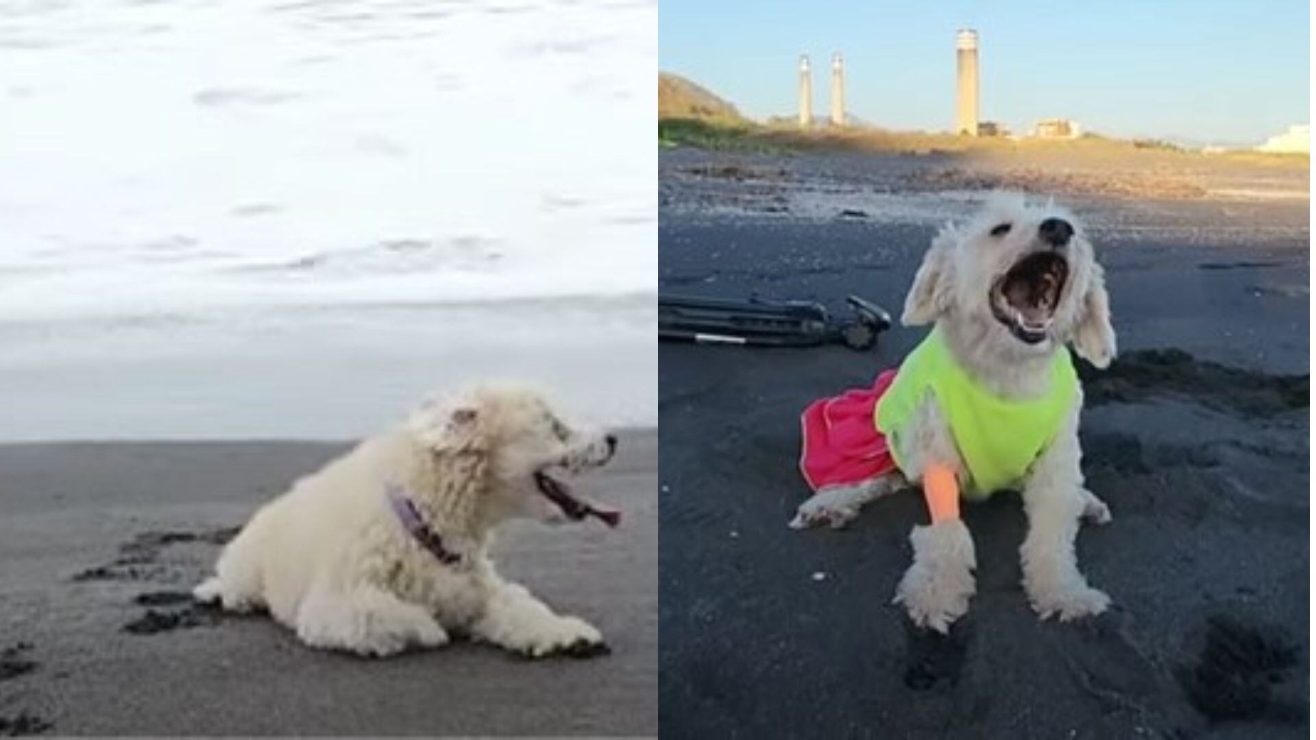 La despedida en la playa de una perrita con una enfermedad terminal que conmovió en las redes sociales. (TikTok: paa,_patitas)