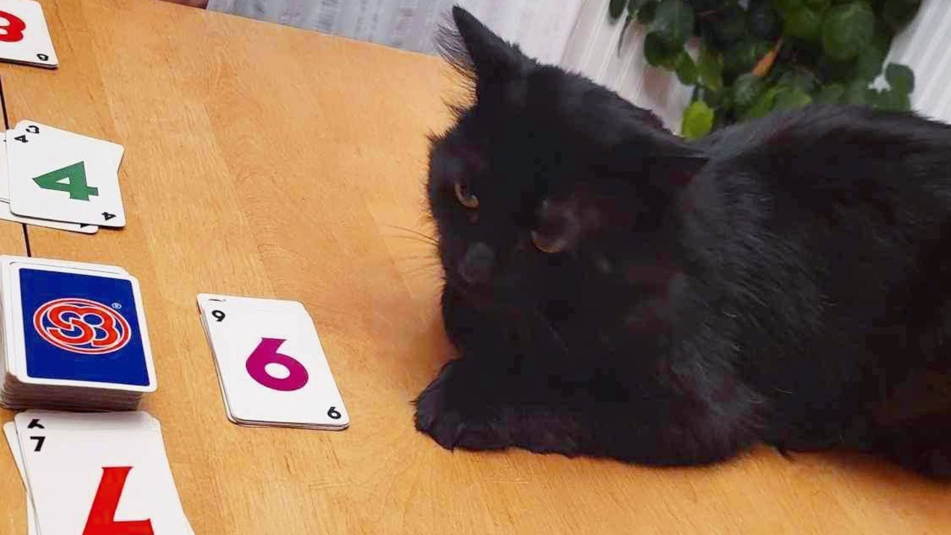 Cuando fue rescatado el felino tenía cortes en sus patas, los ojos llorosos y no quería acercarse a ninguna persona