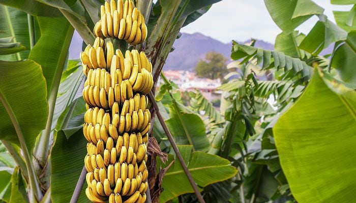 Bananos-augura-colombia-europa