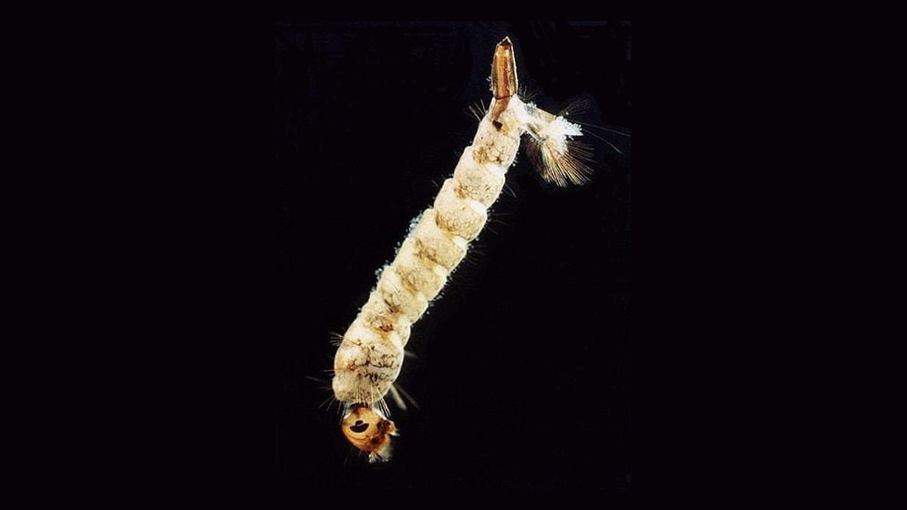 Larva de Aedes albifasciatus Créditos: Raul E. Campos-CONICET