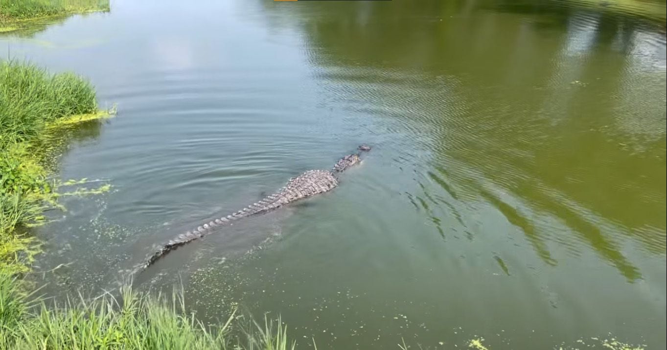 Oficiales de la base renombraron al caimán como "MacDill" como una forma de "honrar sus orígenes". (Facebook/MacDill Air Force Base)

Caimán, reptiles, fuerza aérea, Estados Unidos, mascotas, animales, rescate animal, Florida