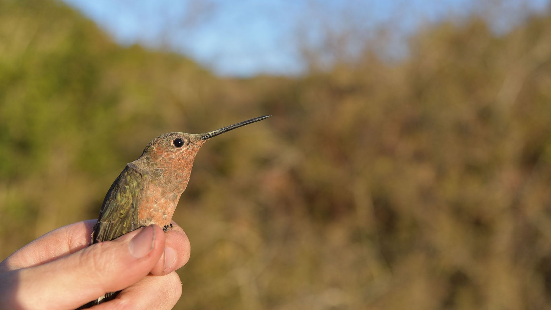 colibrí gigante del Sur