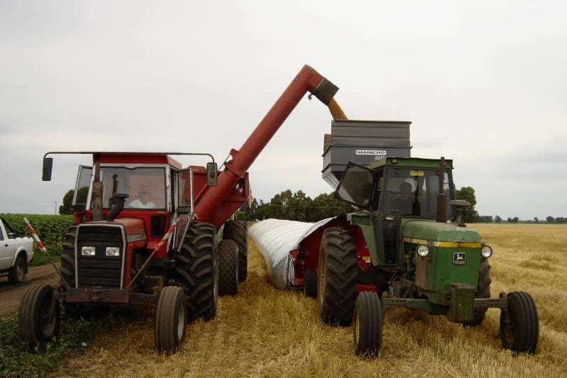 Recolección de granos de trigo, para luego colocarlos en un silo bolsa