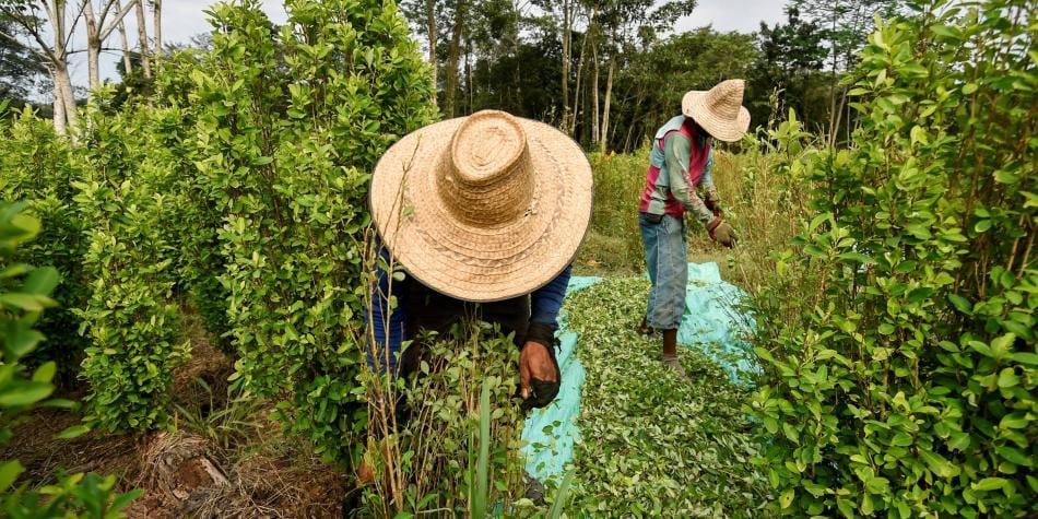 Cultivos de coca en Colombia, de amapola y de cannabis, se podrían usar con fines comerciales, de acuerdo un primer borrador de decreto presentado por MinJusitica - crédito Luis Robayo / AFP