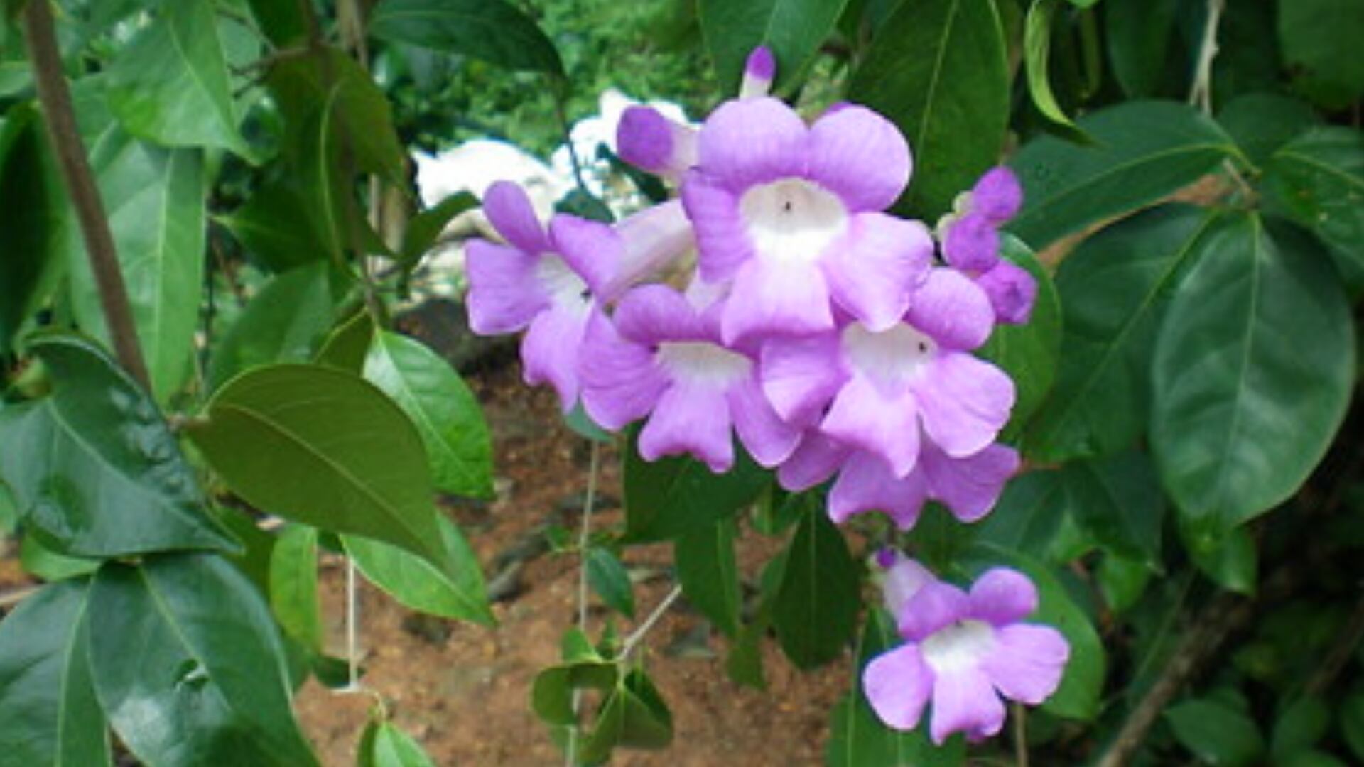 Plantas medicinales - ajo sacha - Amazonía - Perú - 2 de mayo