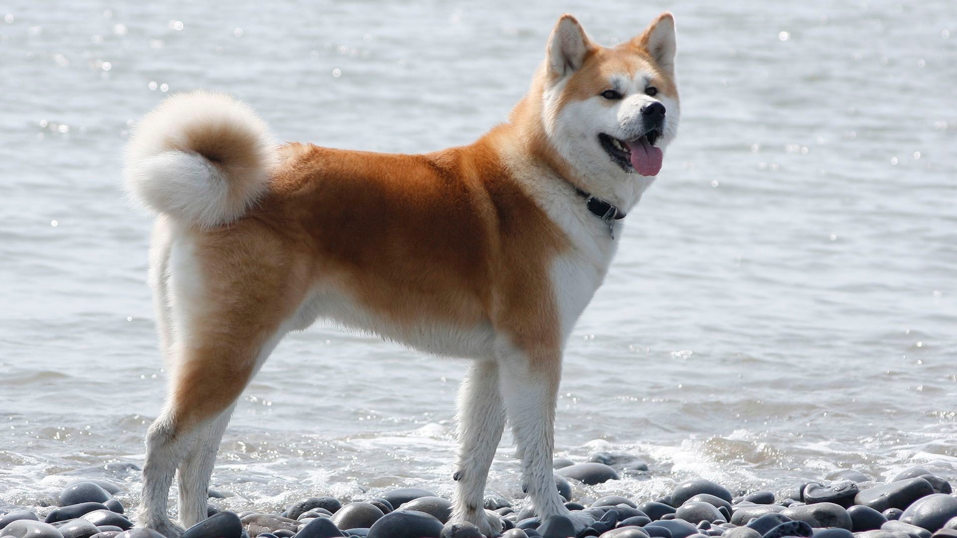 Este perro tiene cierta similitud con el shiba inu y a pesar de que comparten lugar de procedencia, fueron utilizados para diferentes tareas. El akita japonés comenzó siendo un perro de pelea, mientras que el otro espécimen era utilizado para la caza (Getty Images)