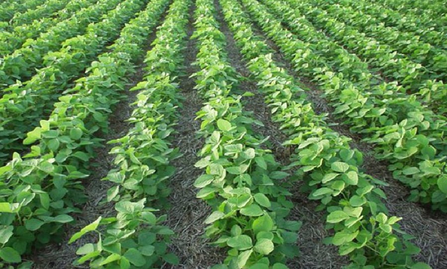 Plantas de soja en crecimiento