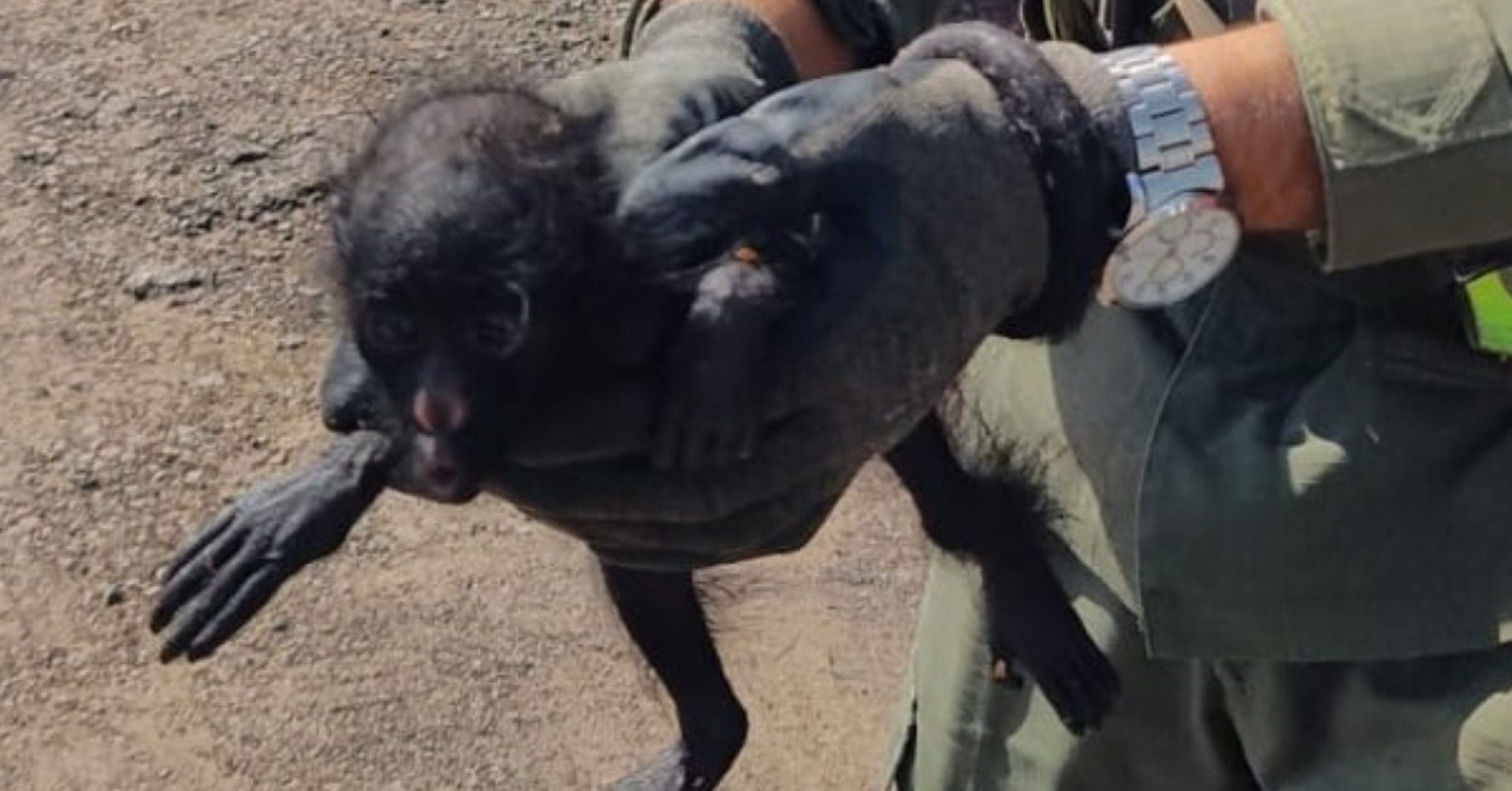 Efectivos de Gendarmería rescataron un mono Carayá en un control vial en Chaco (GNA)