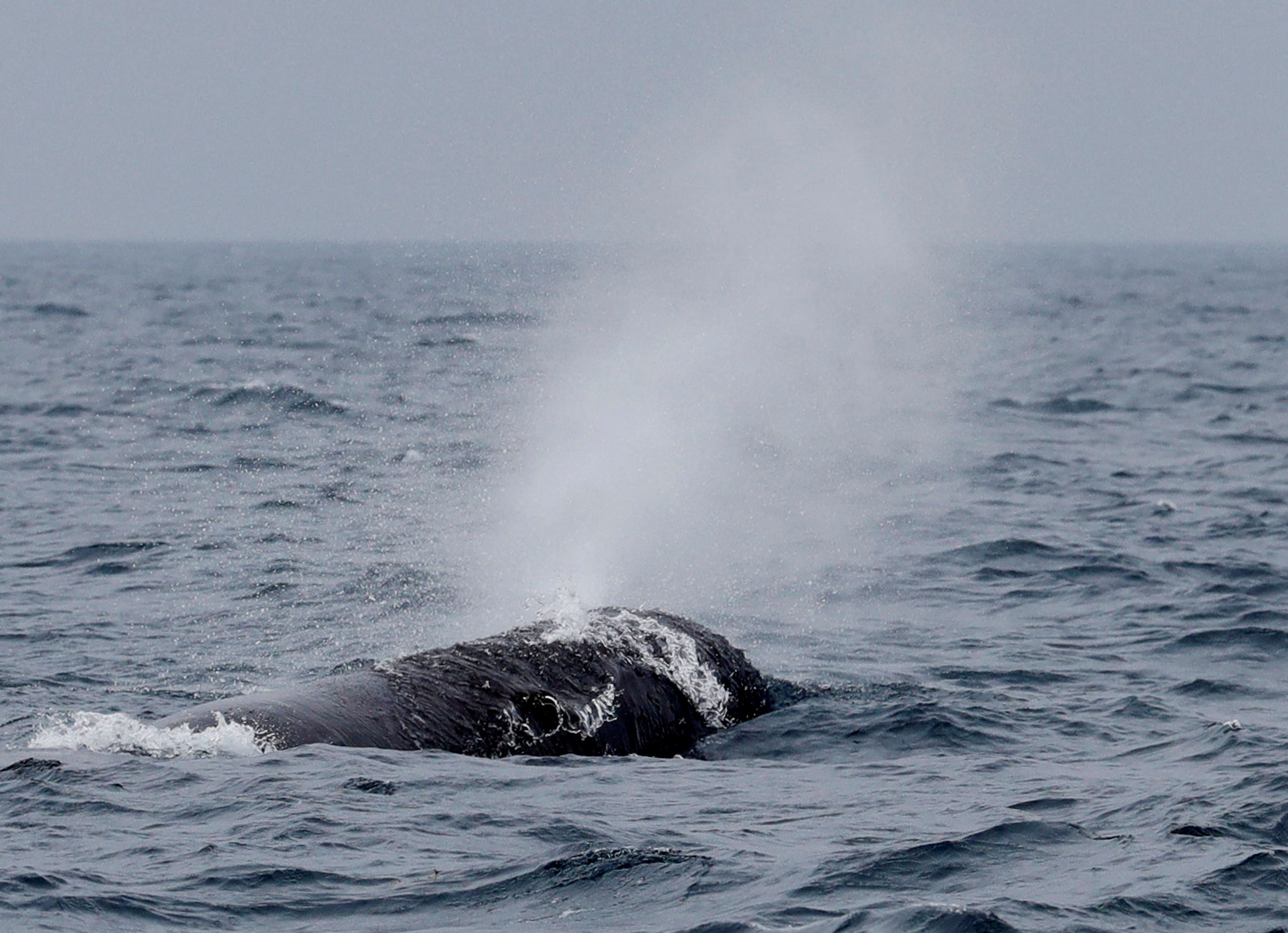 La investigación sobre el canto de los cachalotes podría cambiar la comprensión que se tiene sobre la comunicación en animales marinos complejos (REUTERS/Kim Kyung-Hoon)