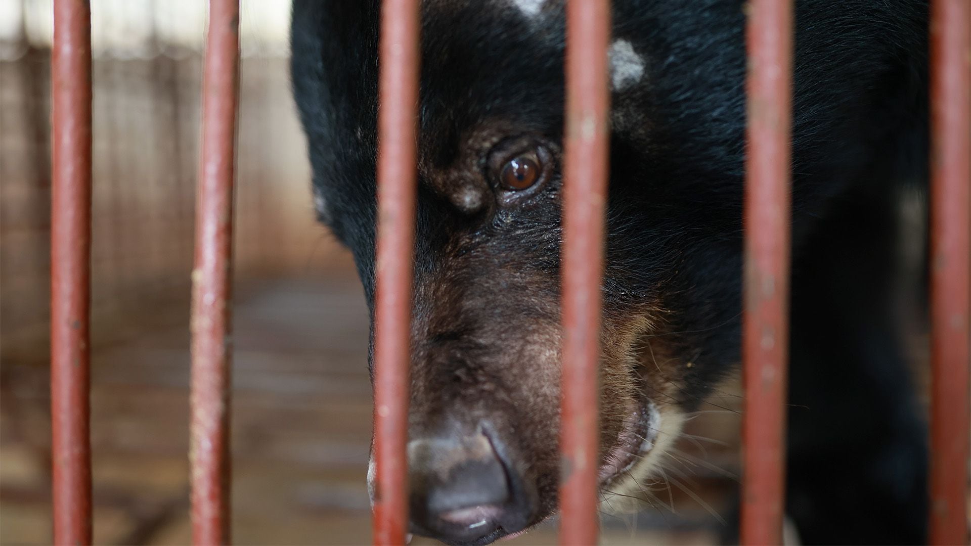 Chinh pasó 20 años dentro de una jaula de una granja de bilis de oso antes de ser rescatado.