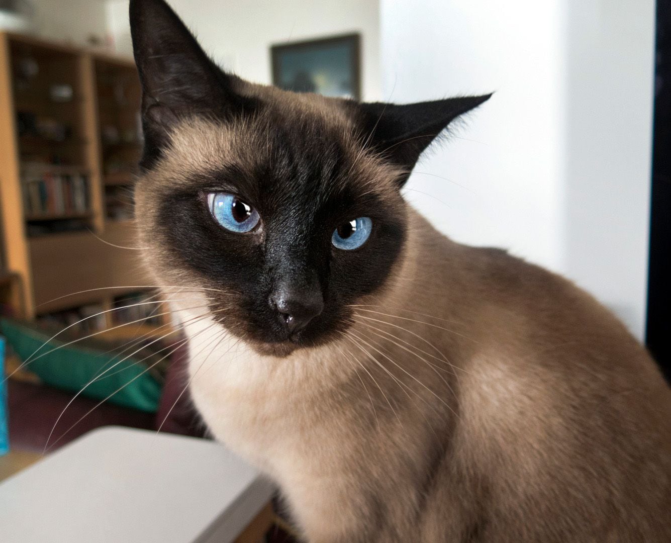 Esta raza de gato se caracteriza por su inteligencia y su gusto por estar acompañado de las personas.

gatos, razas de gatos, mascotas, animales