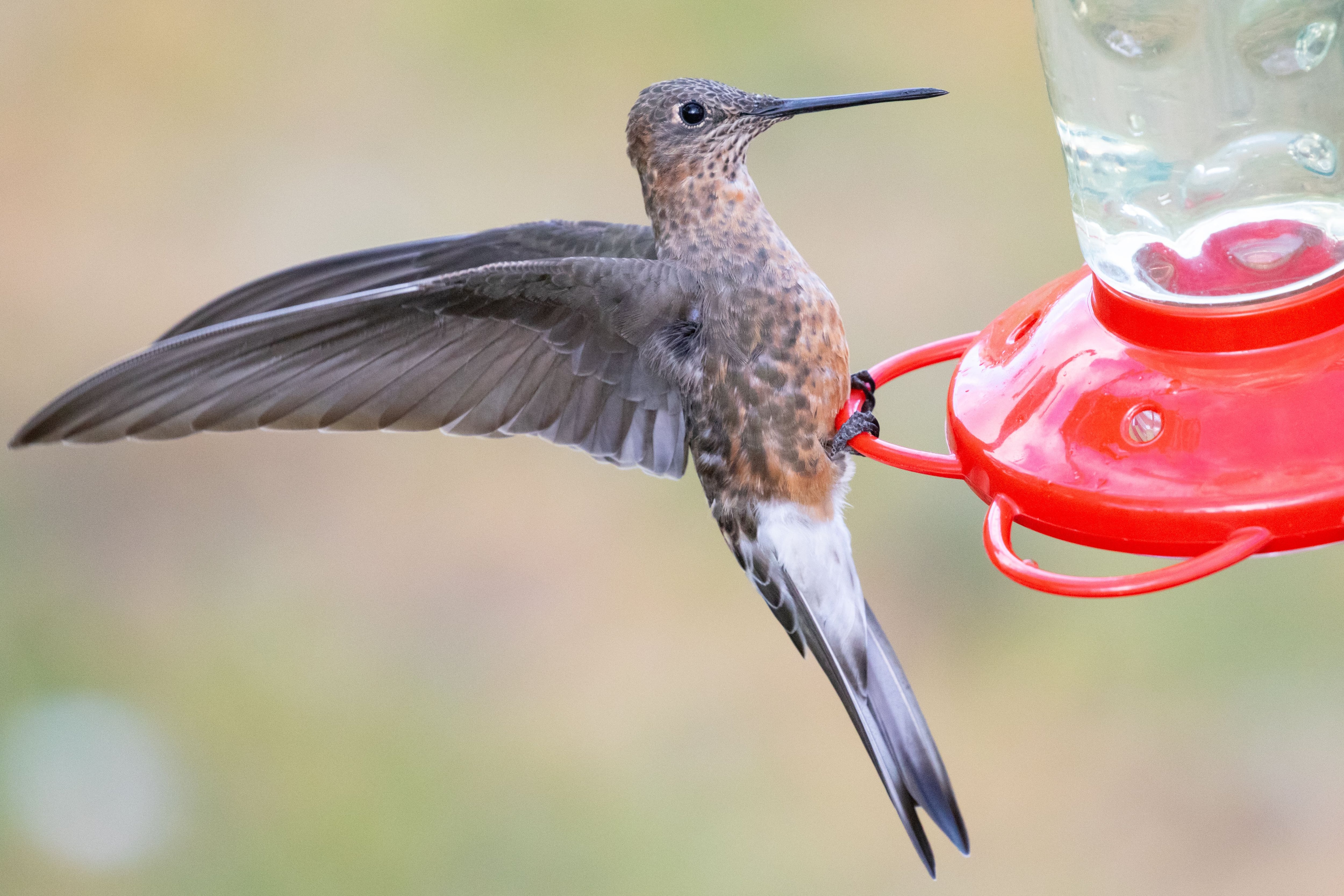 En su viaje por Sudamérica en el siglo XIX, ejemplares de colibríes llamaron la atención del naturalista Charles Darwin. Se sabían que migraban pero se desconocía la ruta (Xiaoni Xu - Biblioteca Macaulay | Laboratorio de Ornitología de la Universidad de Cornell)
