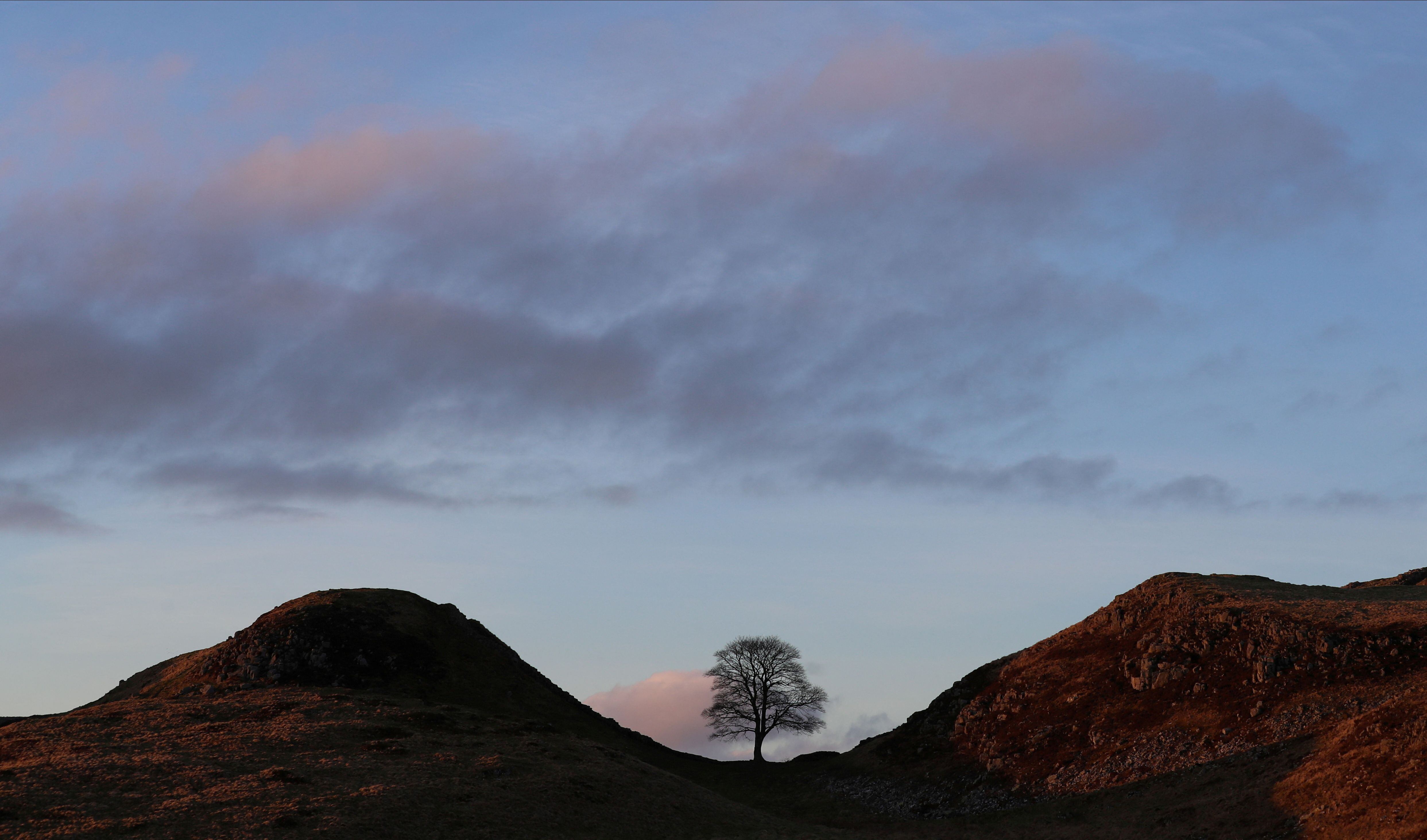 El árbol Sycamore Gap, antes de ser talado, era uno de los más fotografiados del Reino Unido. REUTERS/Lee Smith/File Photo