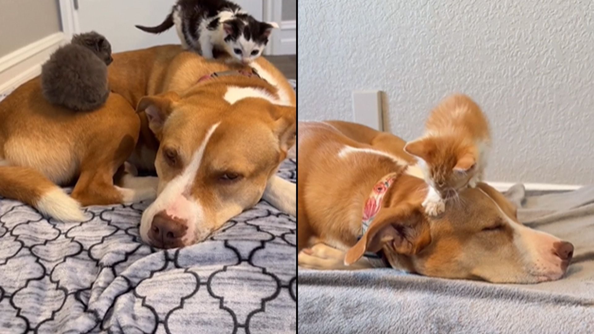Ginger se convirtió en la madre sustituta para decenas de gatos rescatados y que esperan un hogar permanente. (Instagram/Shick403)

Perros, pitbulls, razas de perros, animales, mascotas, adopción, gatos, felinos, noticias de animales, noticias de mascotas