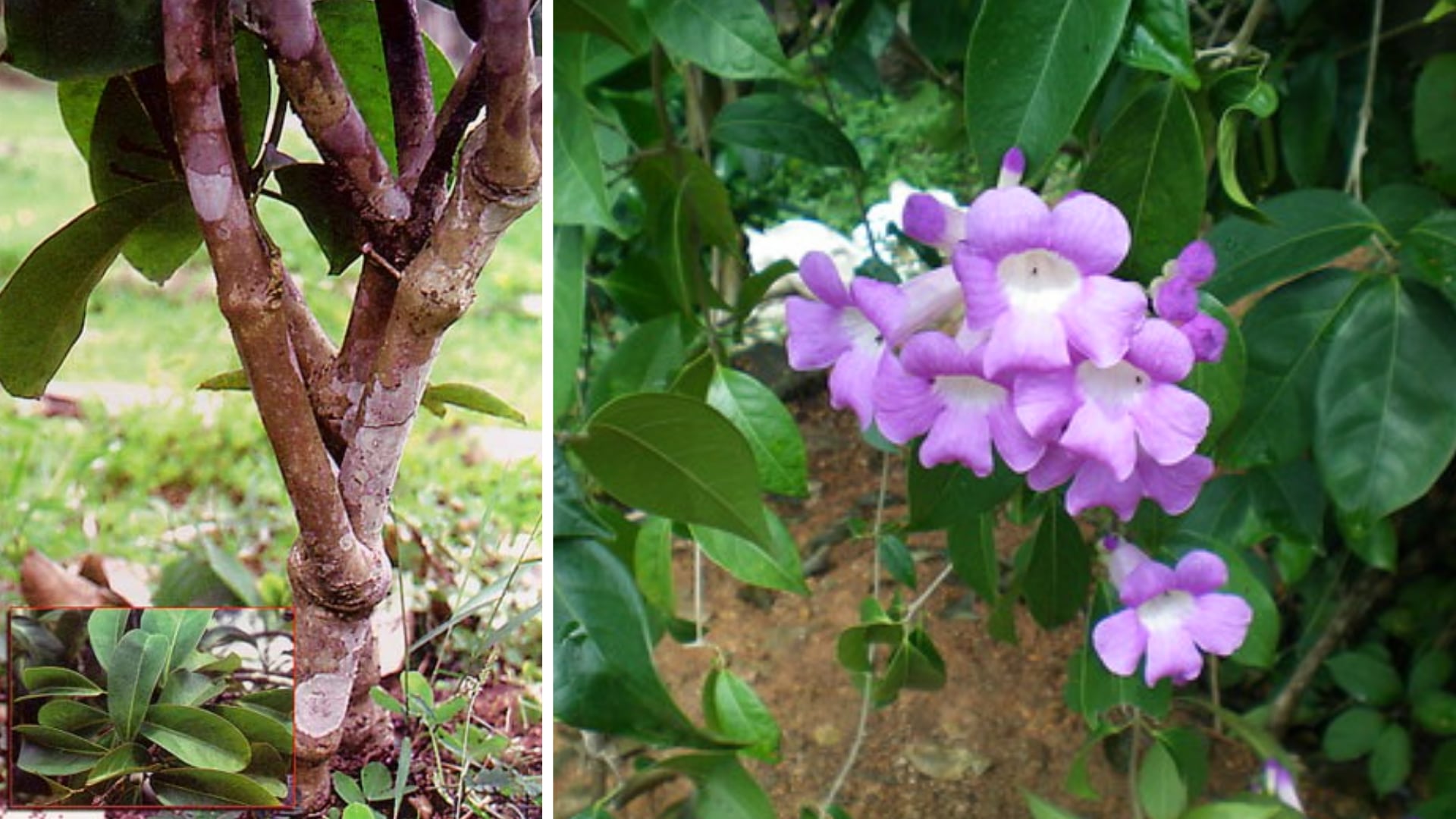 Plantas medicinales - ajo sacha - Amazonía - Perú - 2 de mayo