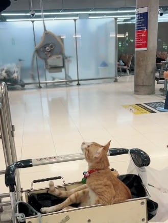 Gatos, aeropuertos, Bangkok, Tailandia, felinos, mascotas, animales